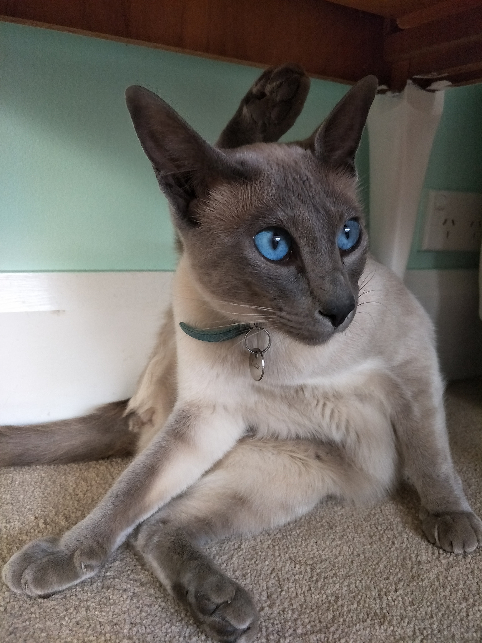 OPPO R9S sample photo. Siamese cat photography