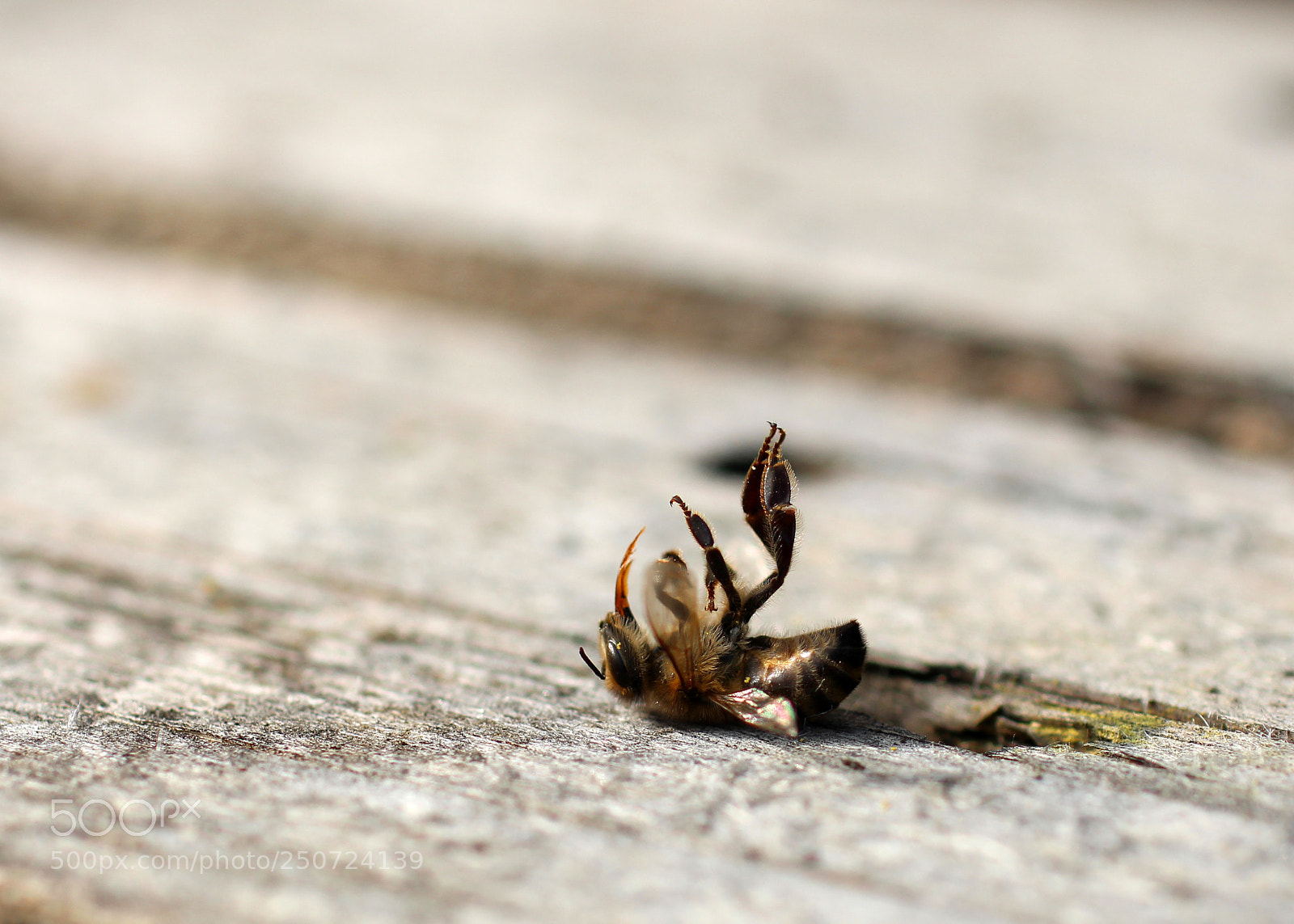 Canon EOS 700D (EOS Rebel T5i / EOS Kiss X7i) sample photo. Save the bees photography