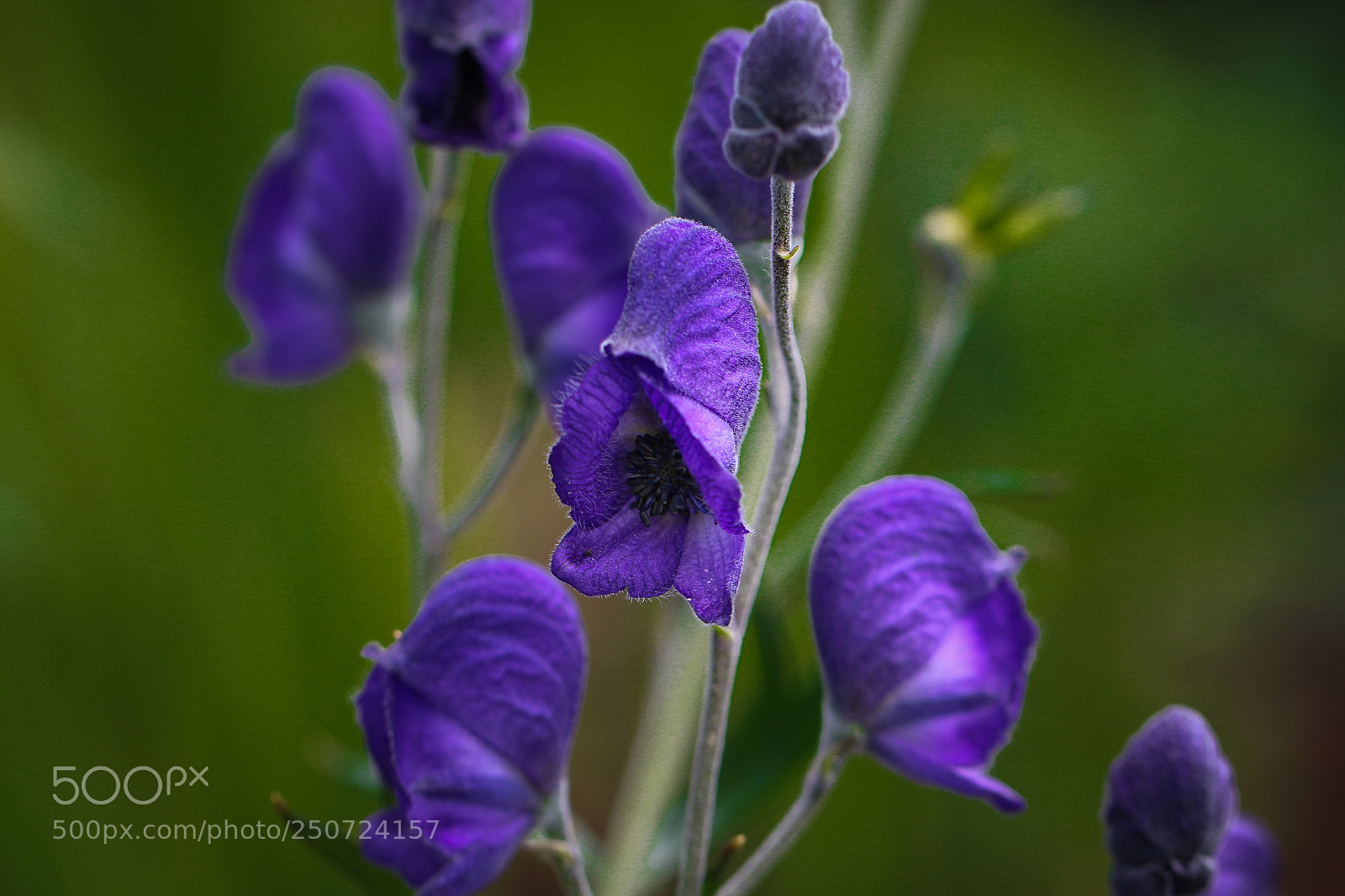 Canon EOS 70D sample photo. Monnikskap in border powerscourt photography