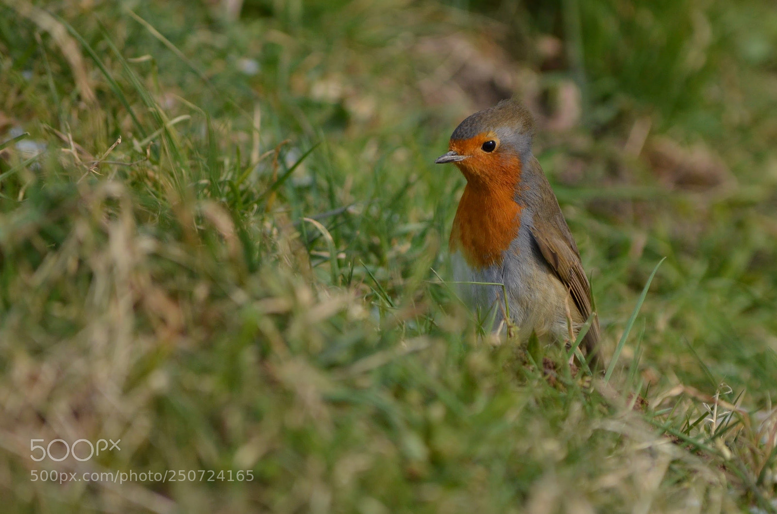 Nikon D5100 sample photo. Robin photography