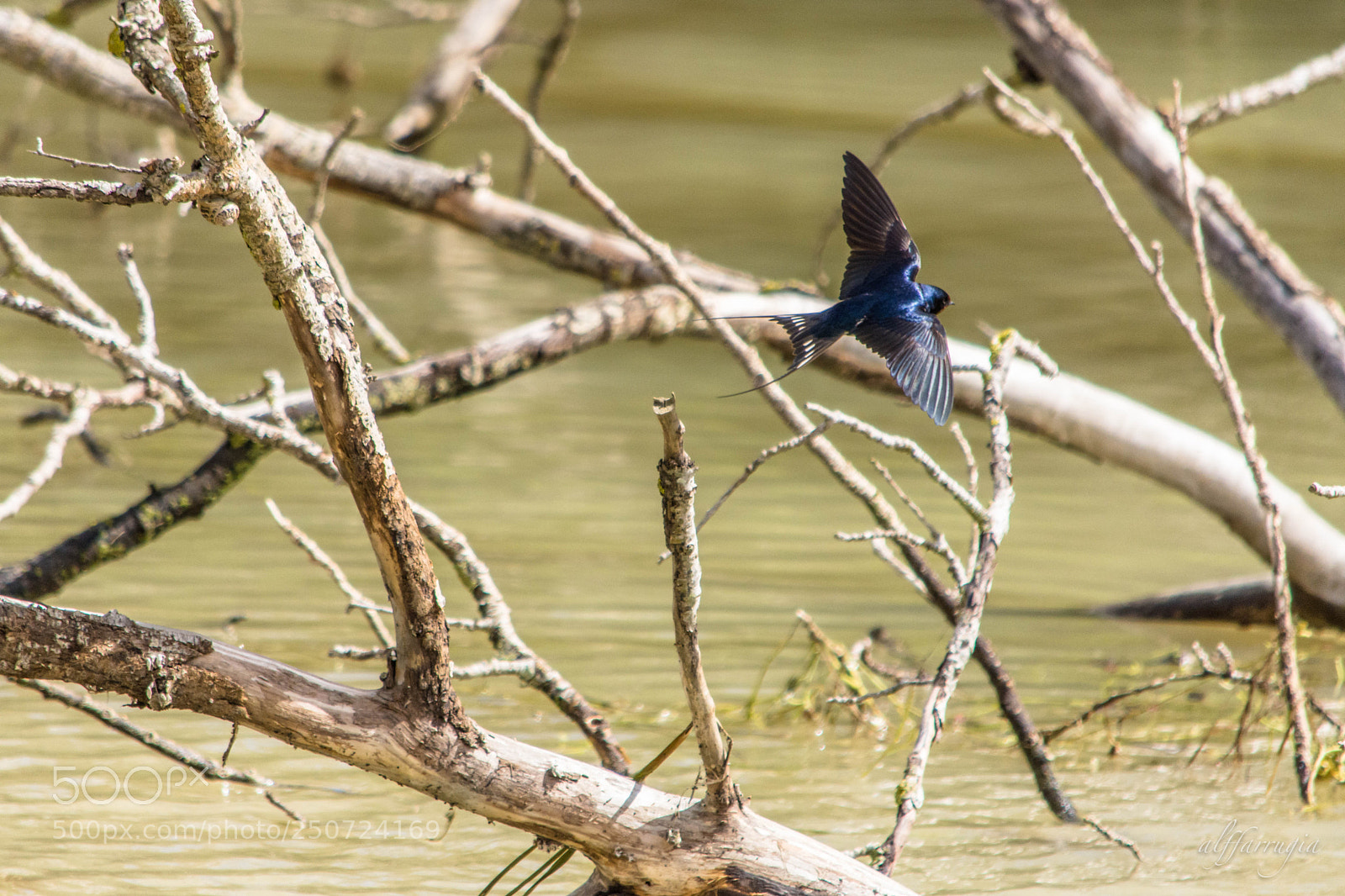 Nikon D7200 sample photo. Swallows photography