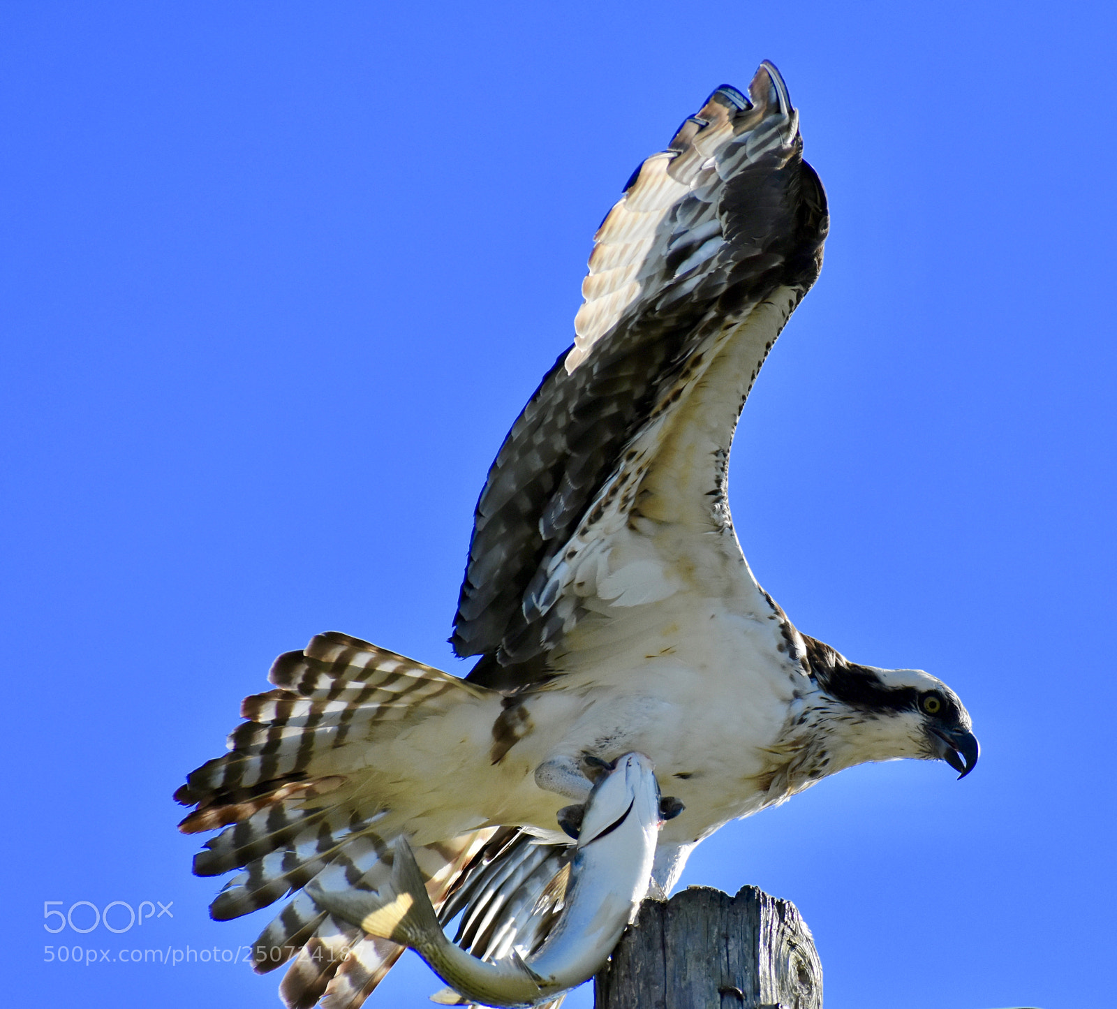 Nikon D7200 sample photo. An osprey brings dinner photography