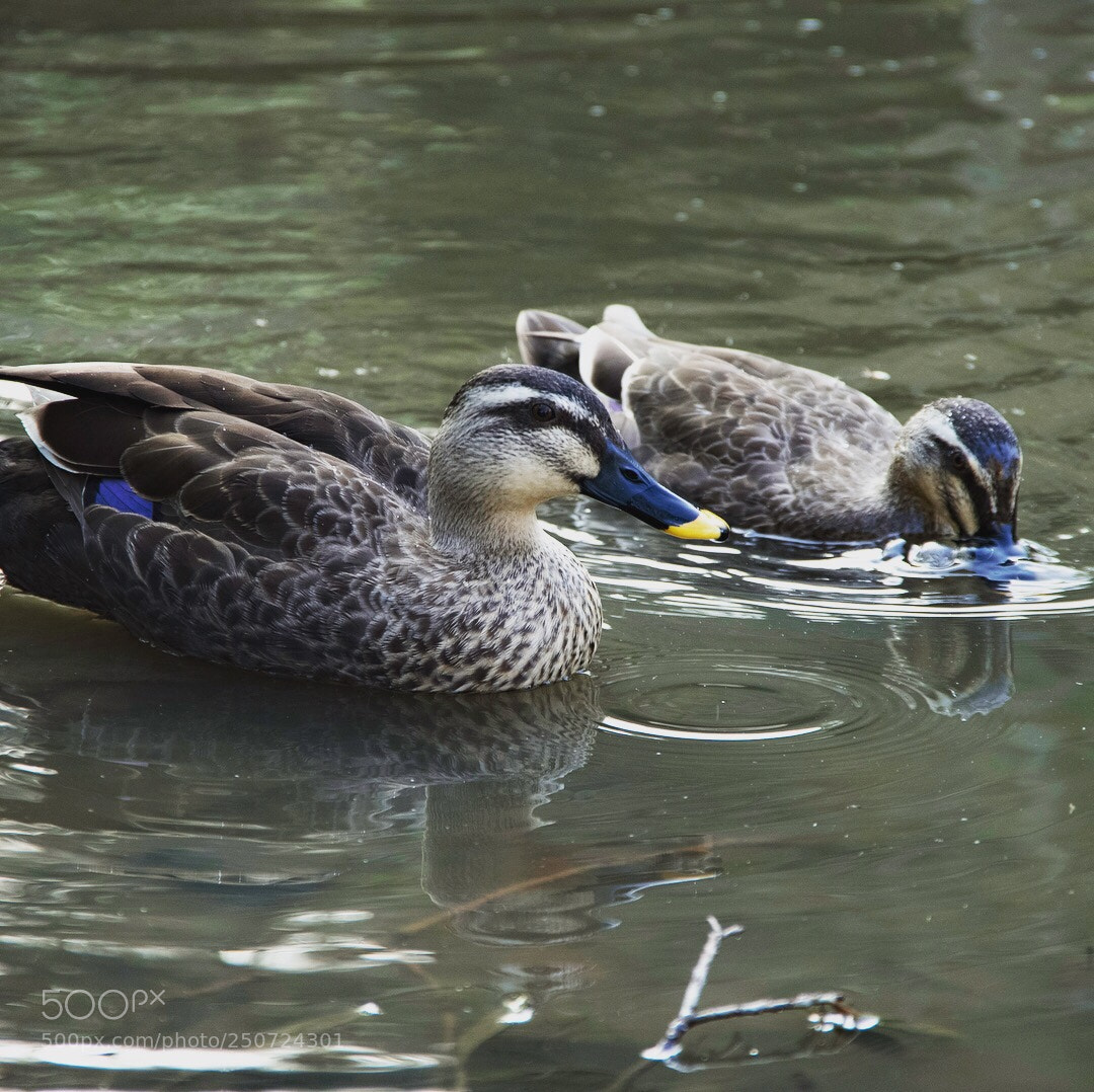 Pentax K-S2 sample photo. Ducks photography