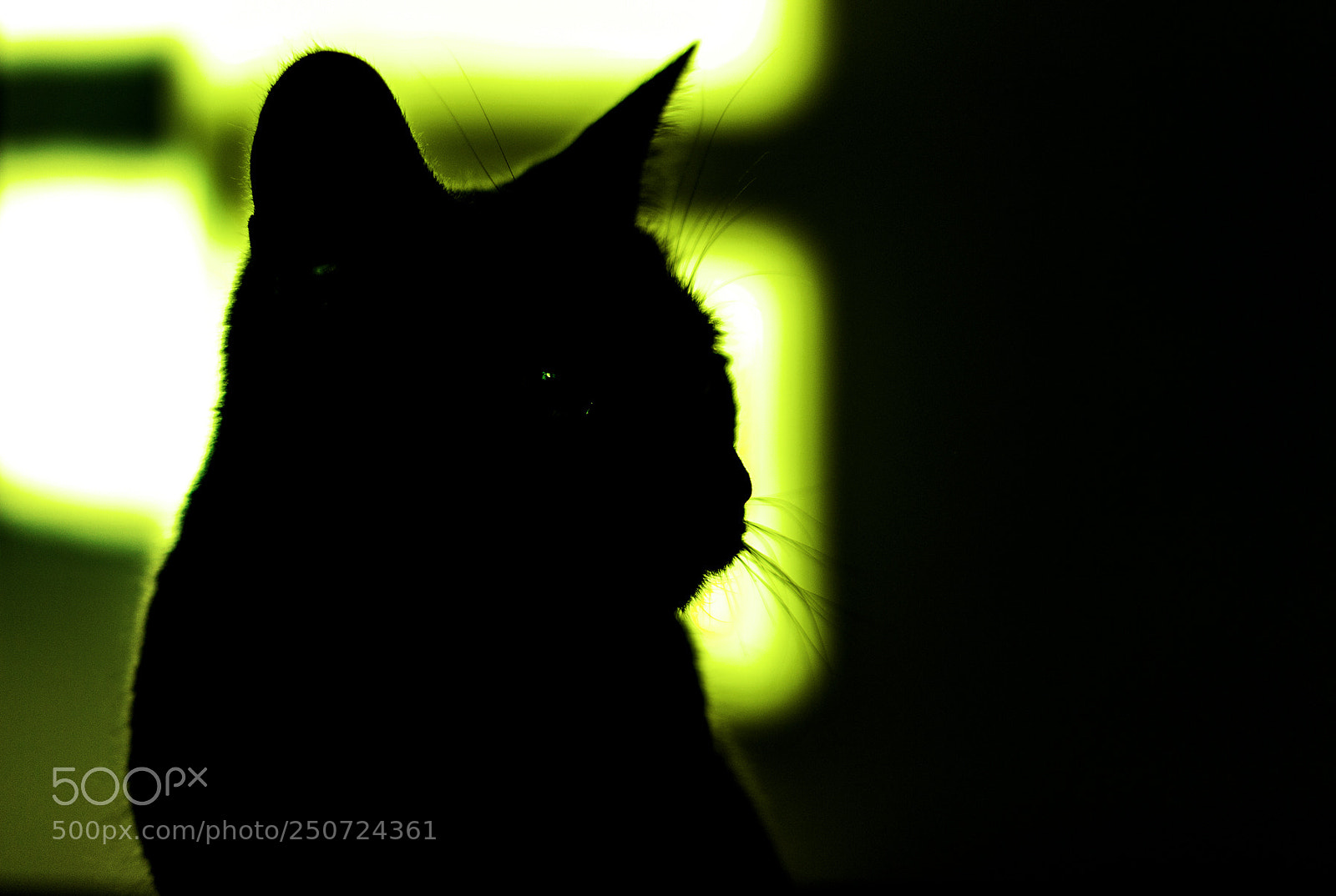 Canon EOS 600D (Rebel EOS T3i / EOS Kiss X5) sample photo. Russian blue cat photography
