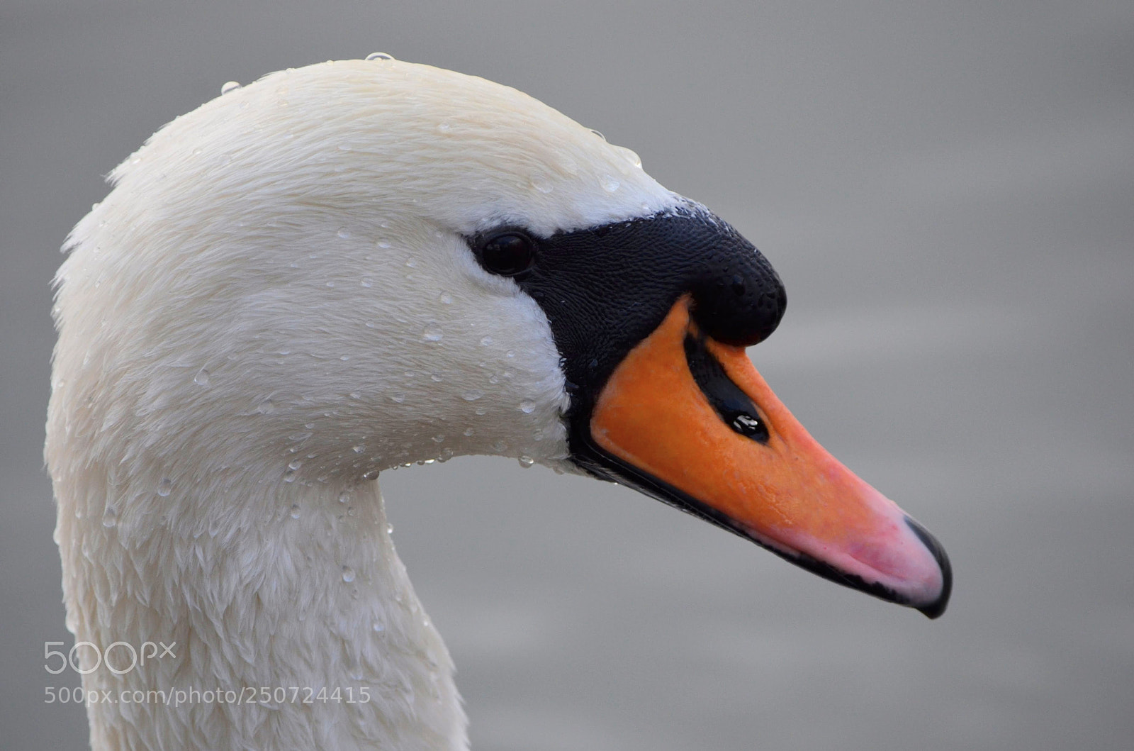 Nikon D5100 sample photo. Swan photography