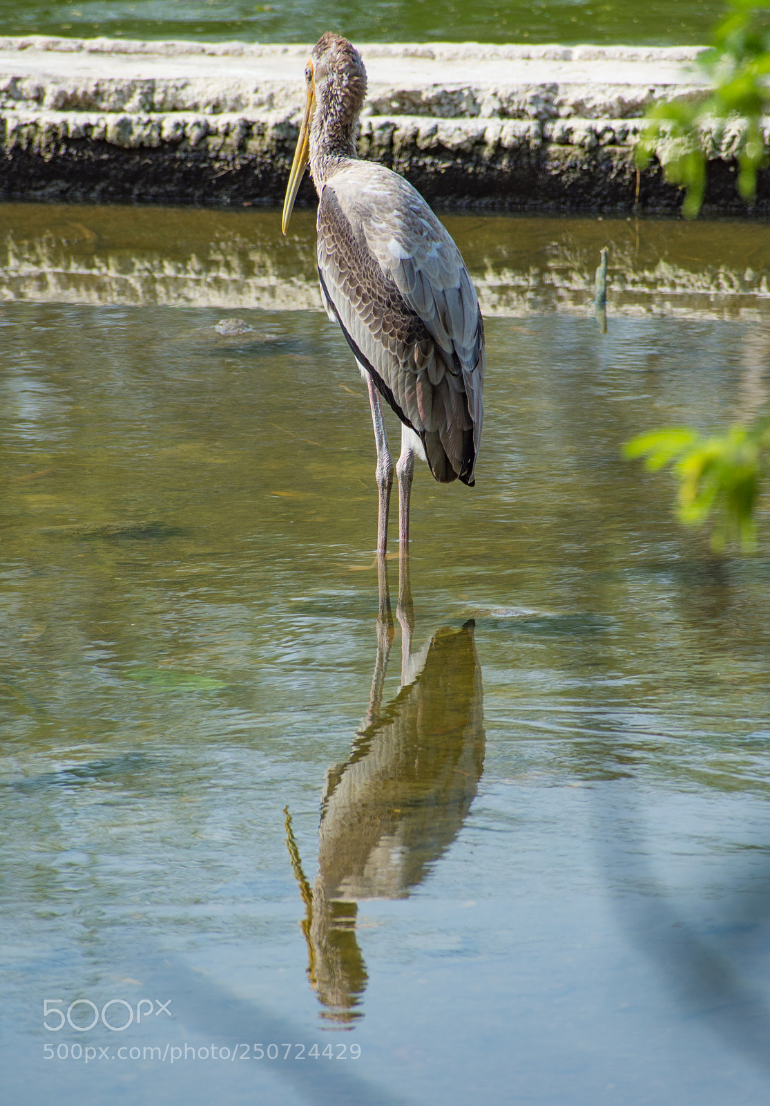 Nikon D7200 sample photo. Reflection of a heron photography