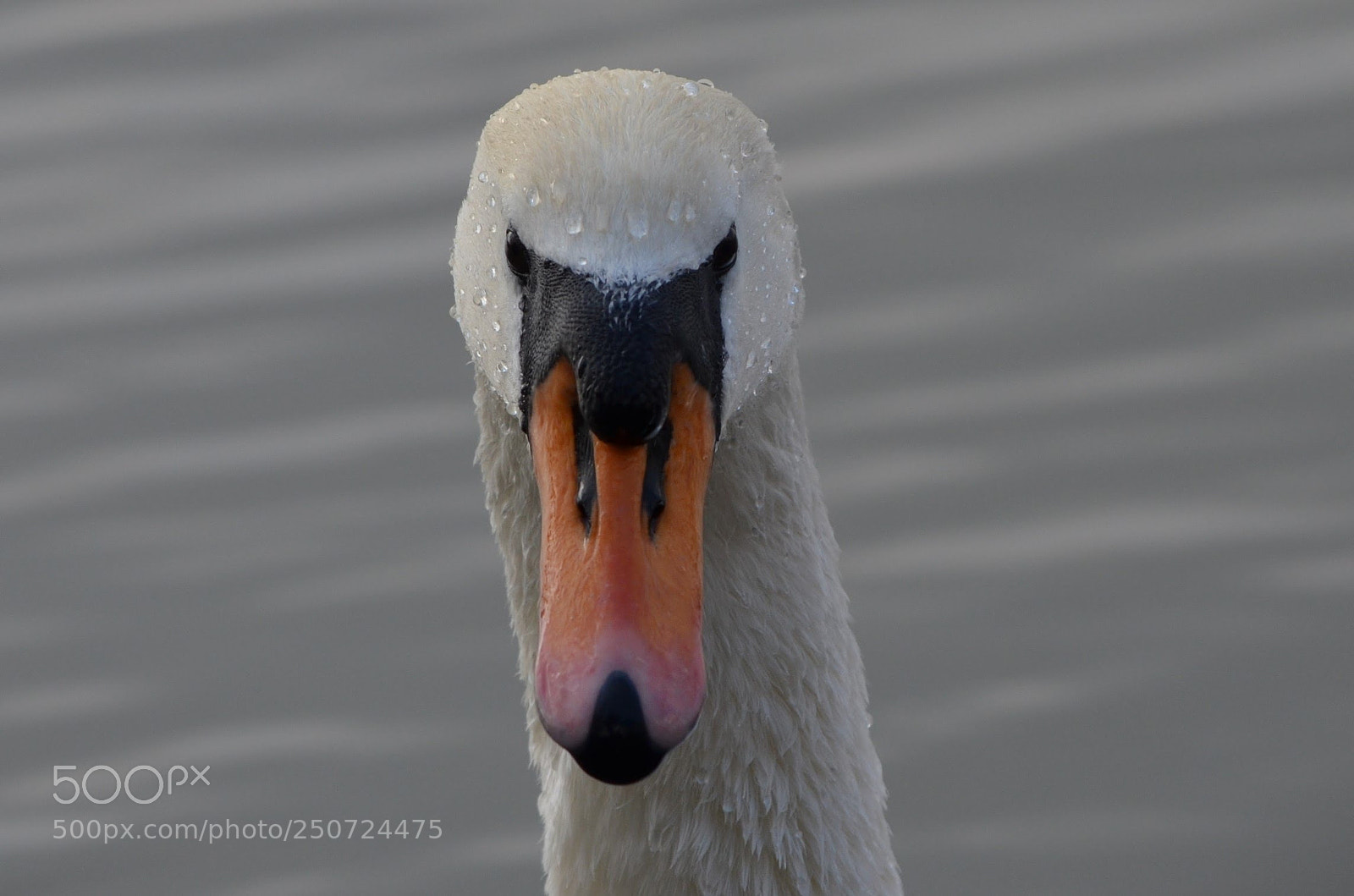 Nikon D5100 sample photo. Swan photography