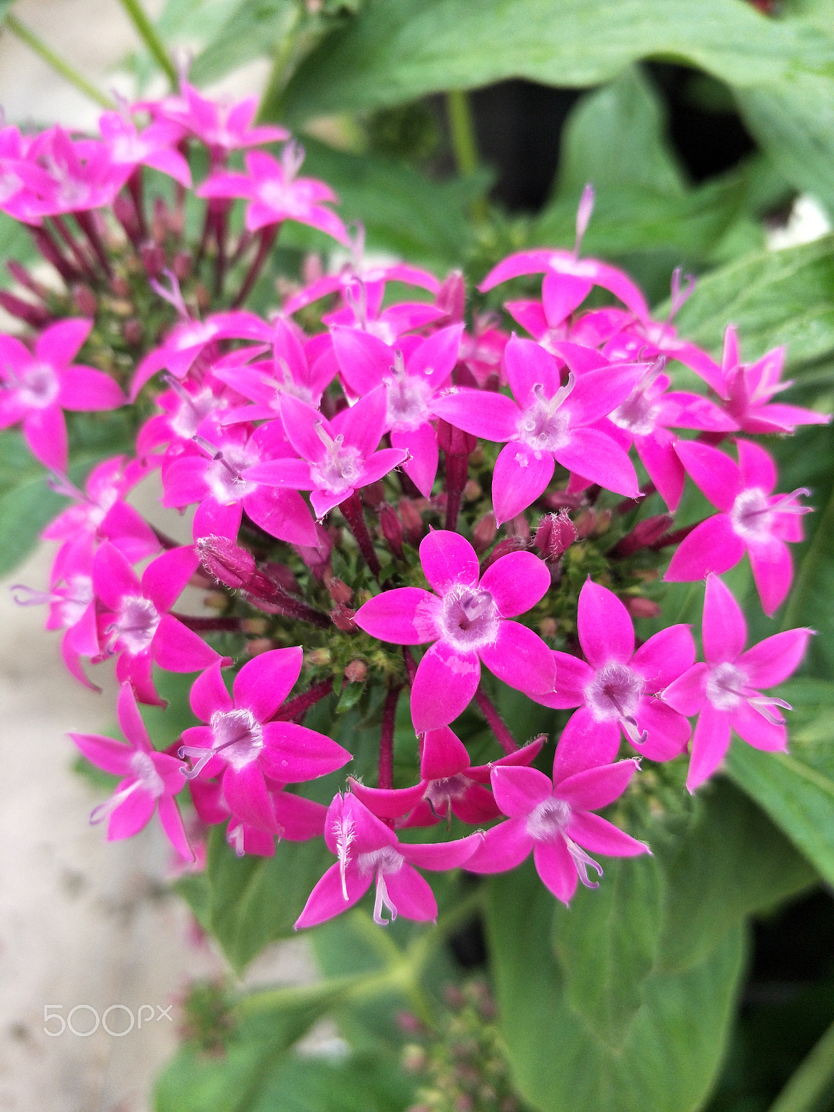 OPPO R9S sample photo. Flower photography