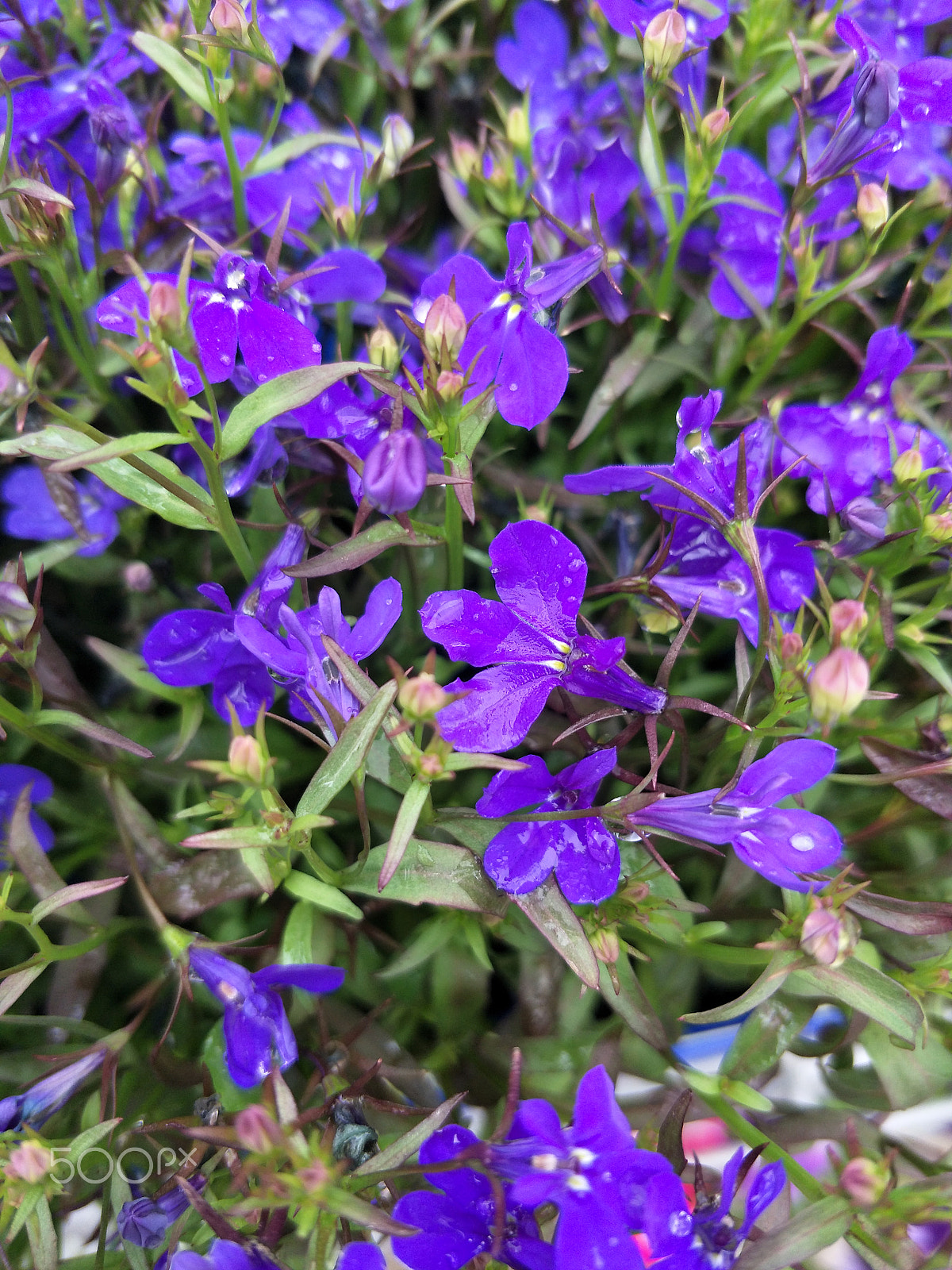 OPPO R9S sample photo. Flowers photography