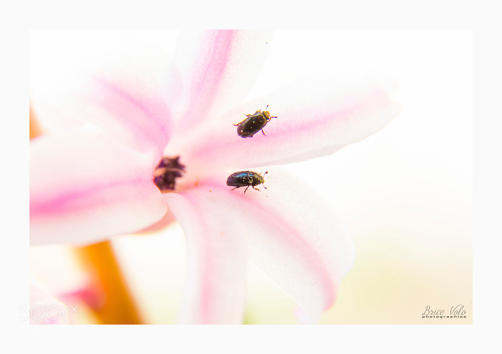 Canon EOS 5DS sample photo. Flower's life photography