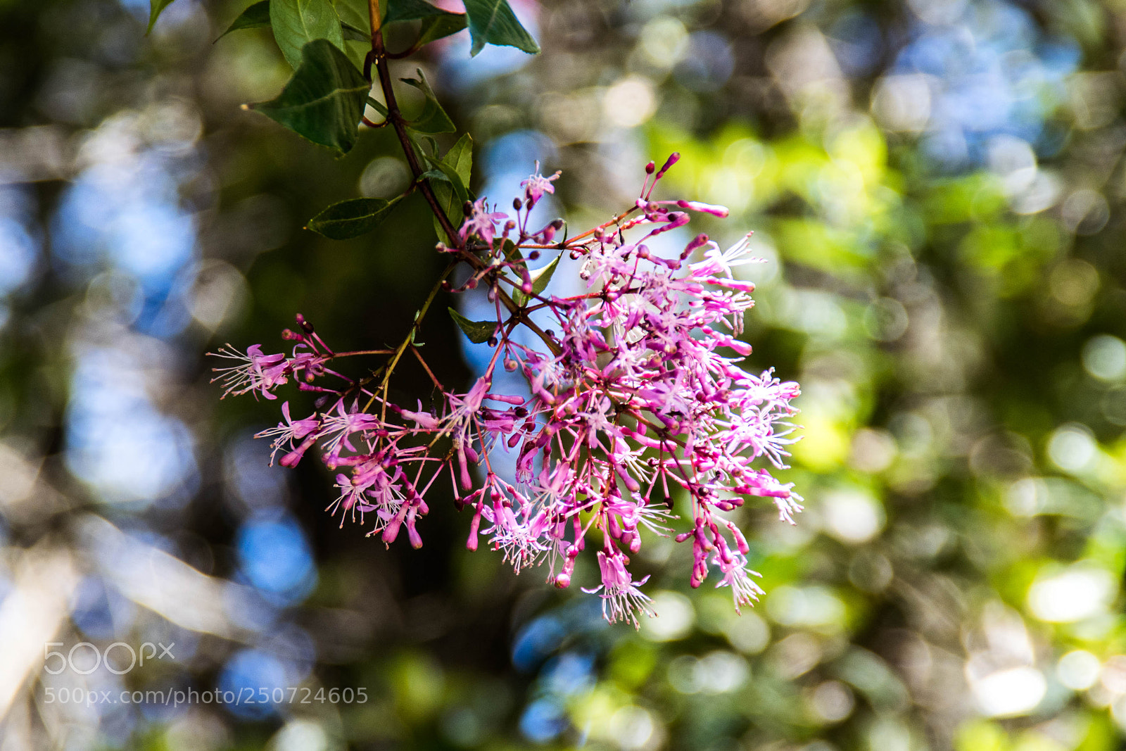 Nikon D5300 sample photo. Flower bells photography