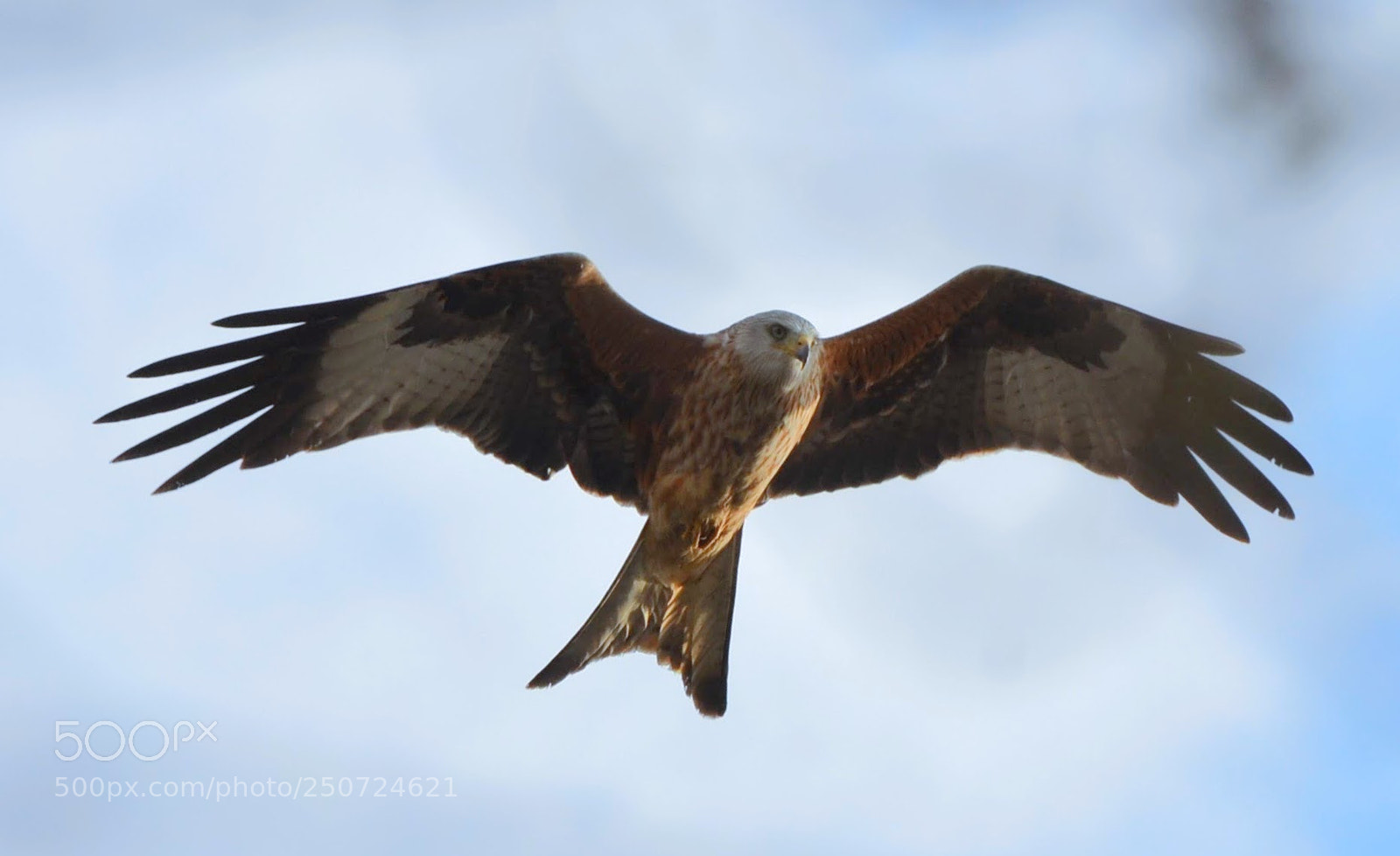 Nikon D5100 sample photo. Red kite photography