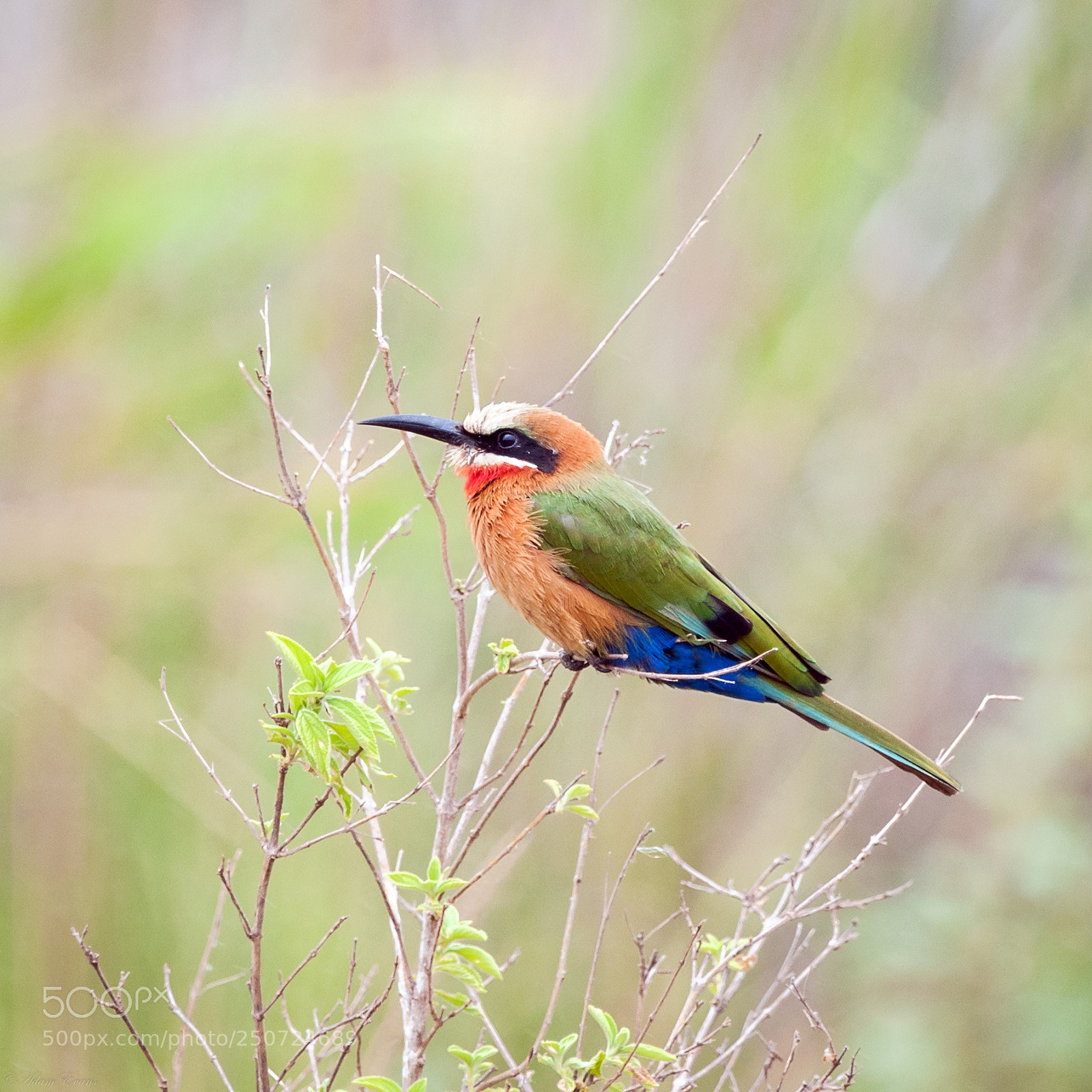 Nikon D300 sample photo. Birdy photography