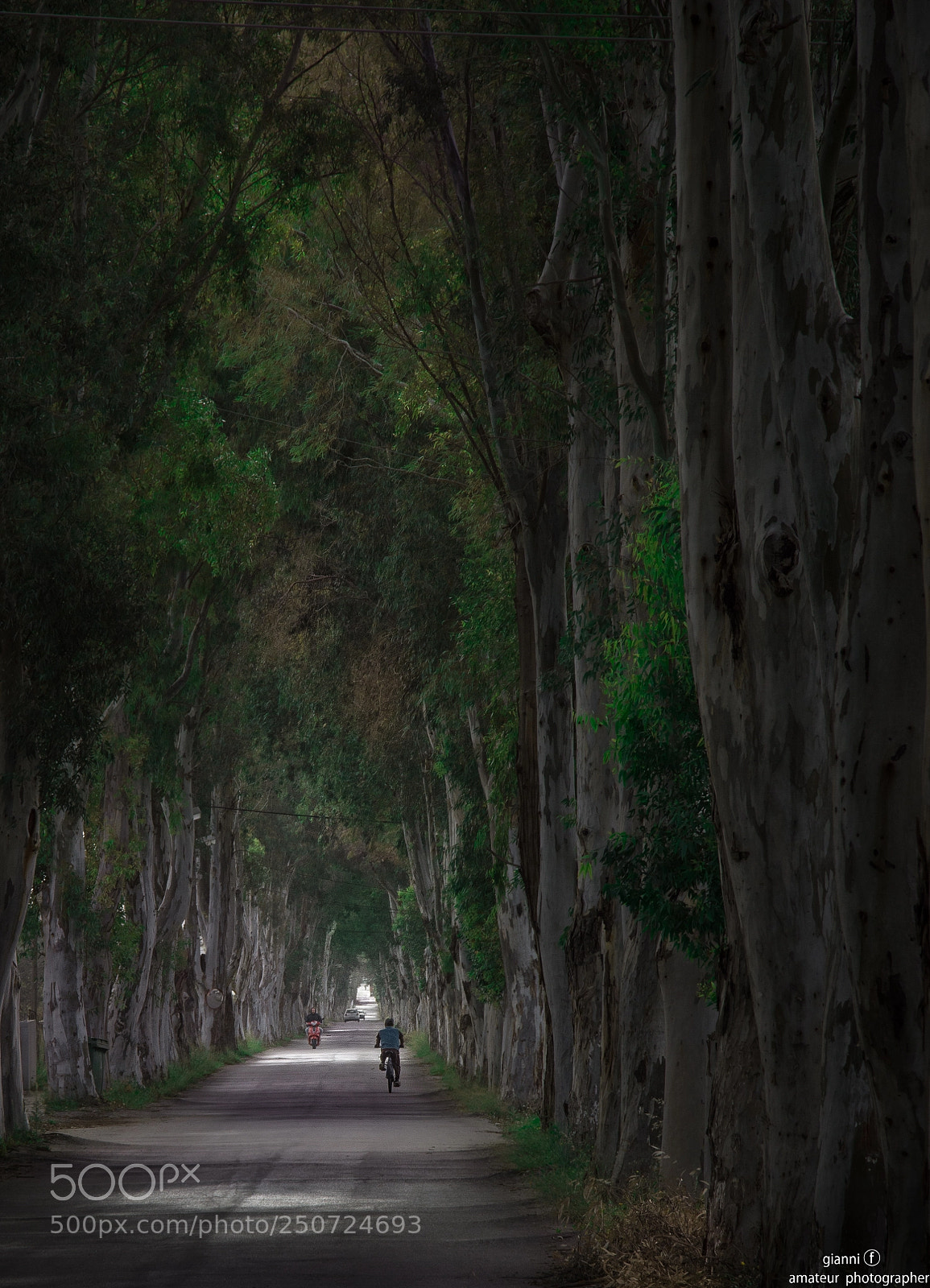 Nikon D7200 sample photo. The eucalyptus road !!! photography