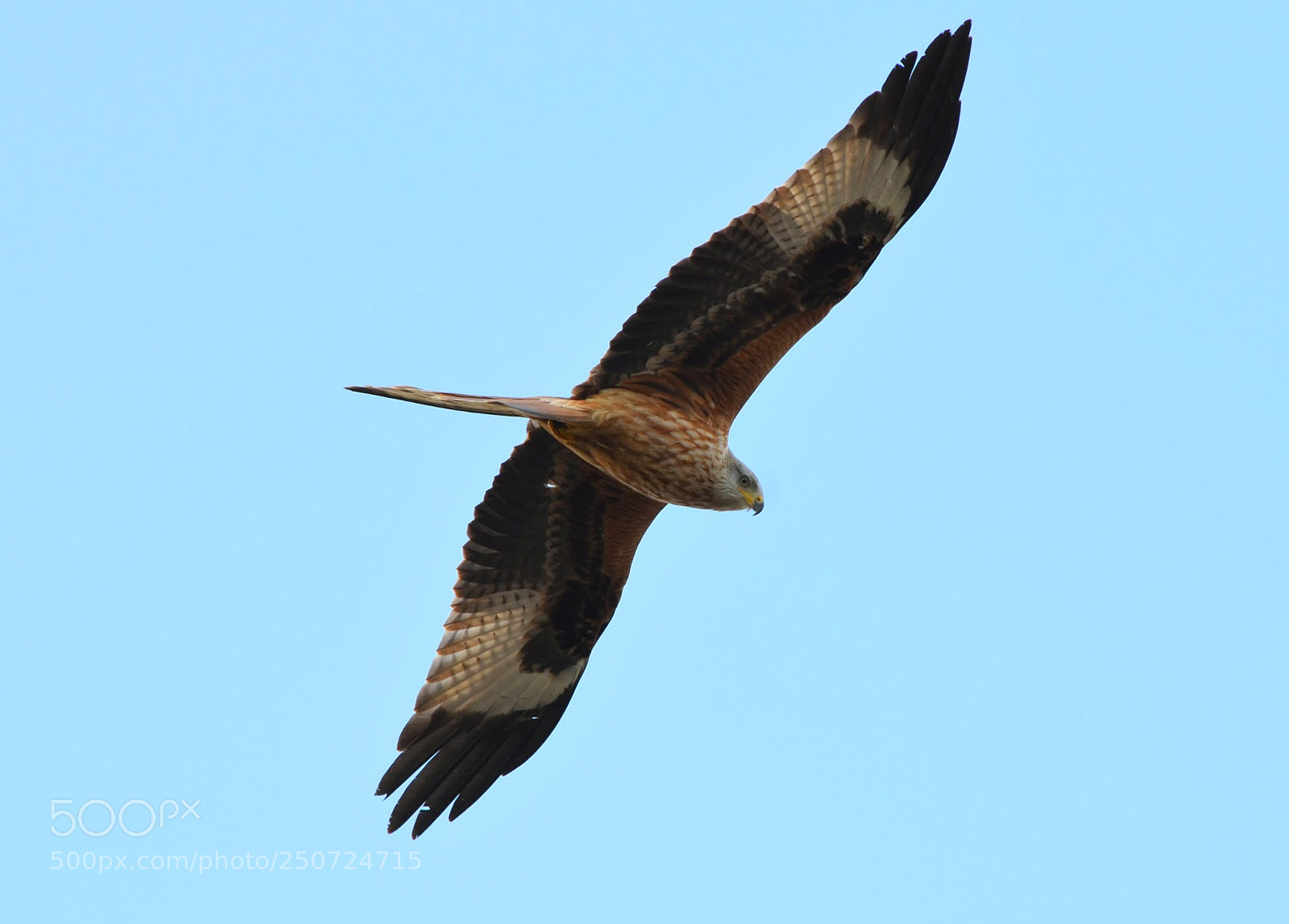 Nikon D5100 sample photo. Red kite photography