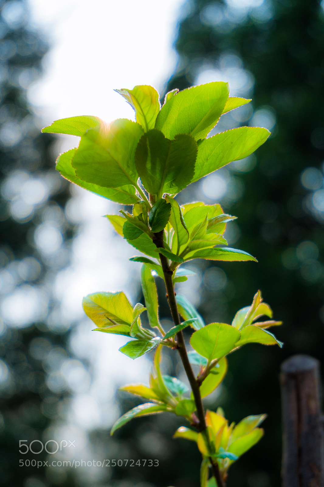 Sony a6300 sample photo. Untitled photography