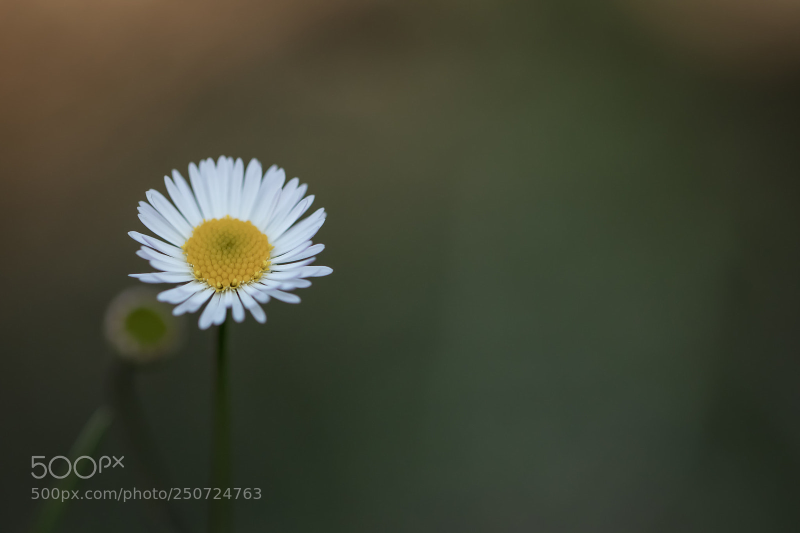 Canon EOS 7D Mark II sample photo. Ea photography