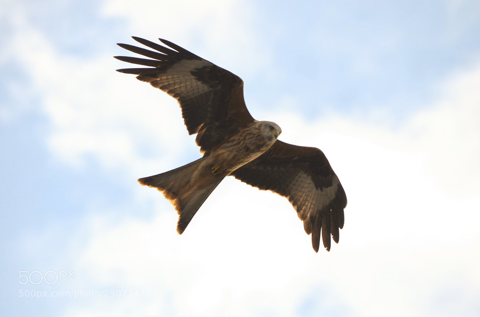 Nikon D5100 sample photo. Red kite photography