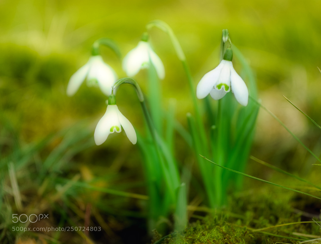 Sony a6000 sample photo. Spring!!! :) photography