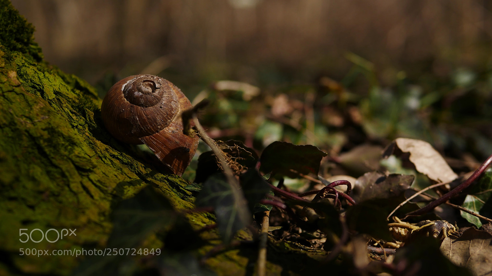 Panasonic Lumix DMC-GX85 (Lumix DMC-GX80 / Lumix DMC-GX7 Mark II) sample photo. A shell in the photography