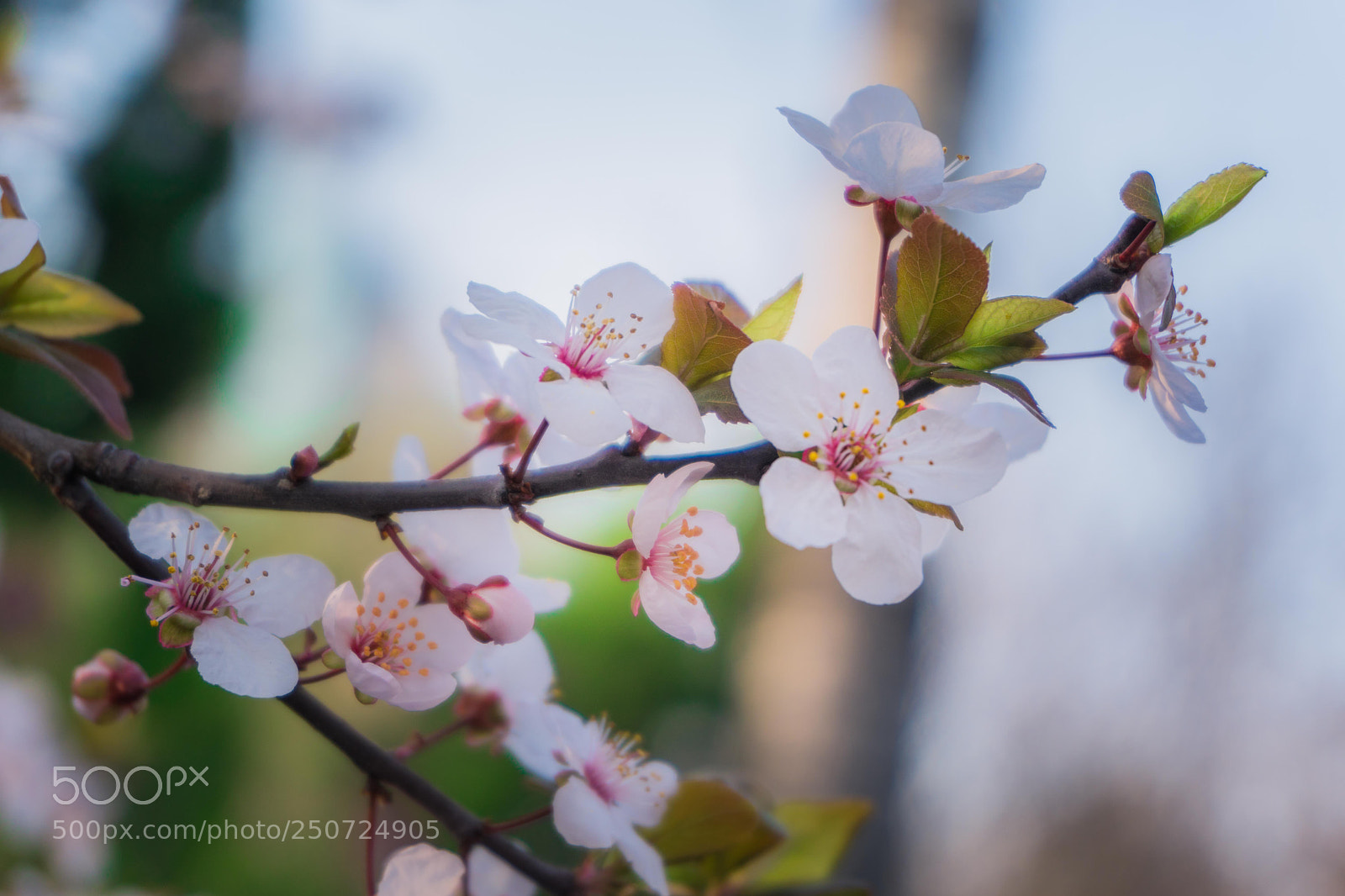Sony a6300 sample photo. Untitled photography