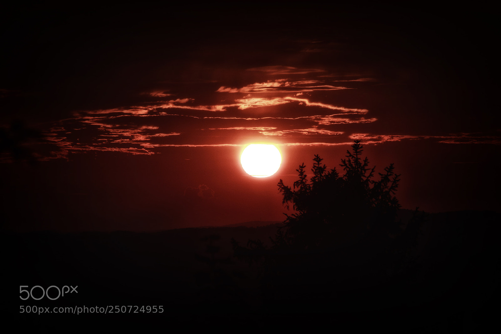 Canon EOS 7D Mark II sample photo. White star photography