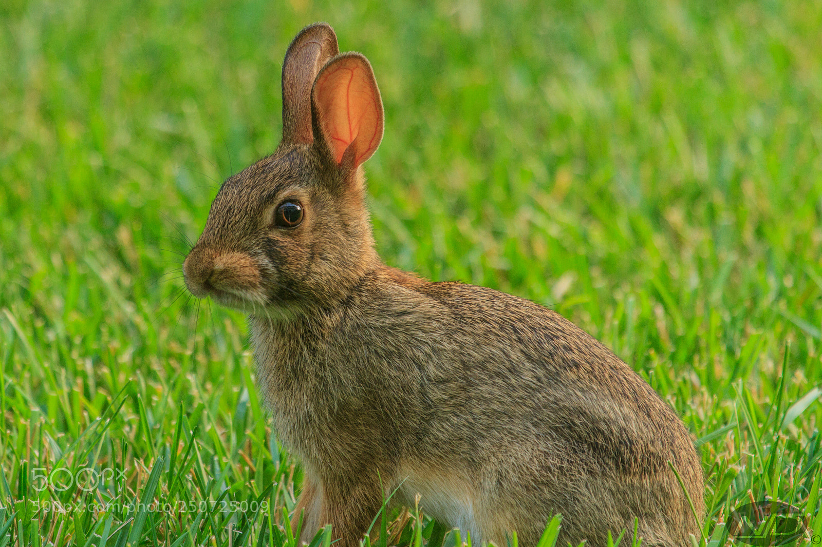 Canon EOS 7D sample photo. Hare photography