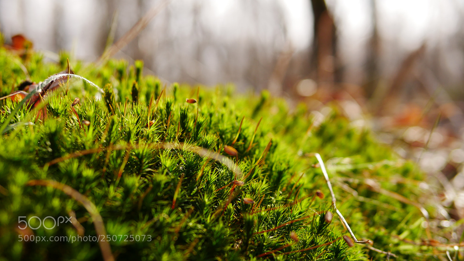 Panasonic Lumix DMC-GX85 (Lumix DMC-GX80 / Lumix DMC-GX7 Mark II) sample photo. Unknown plant photography