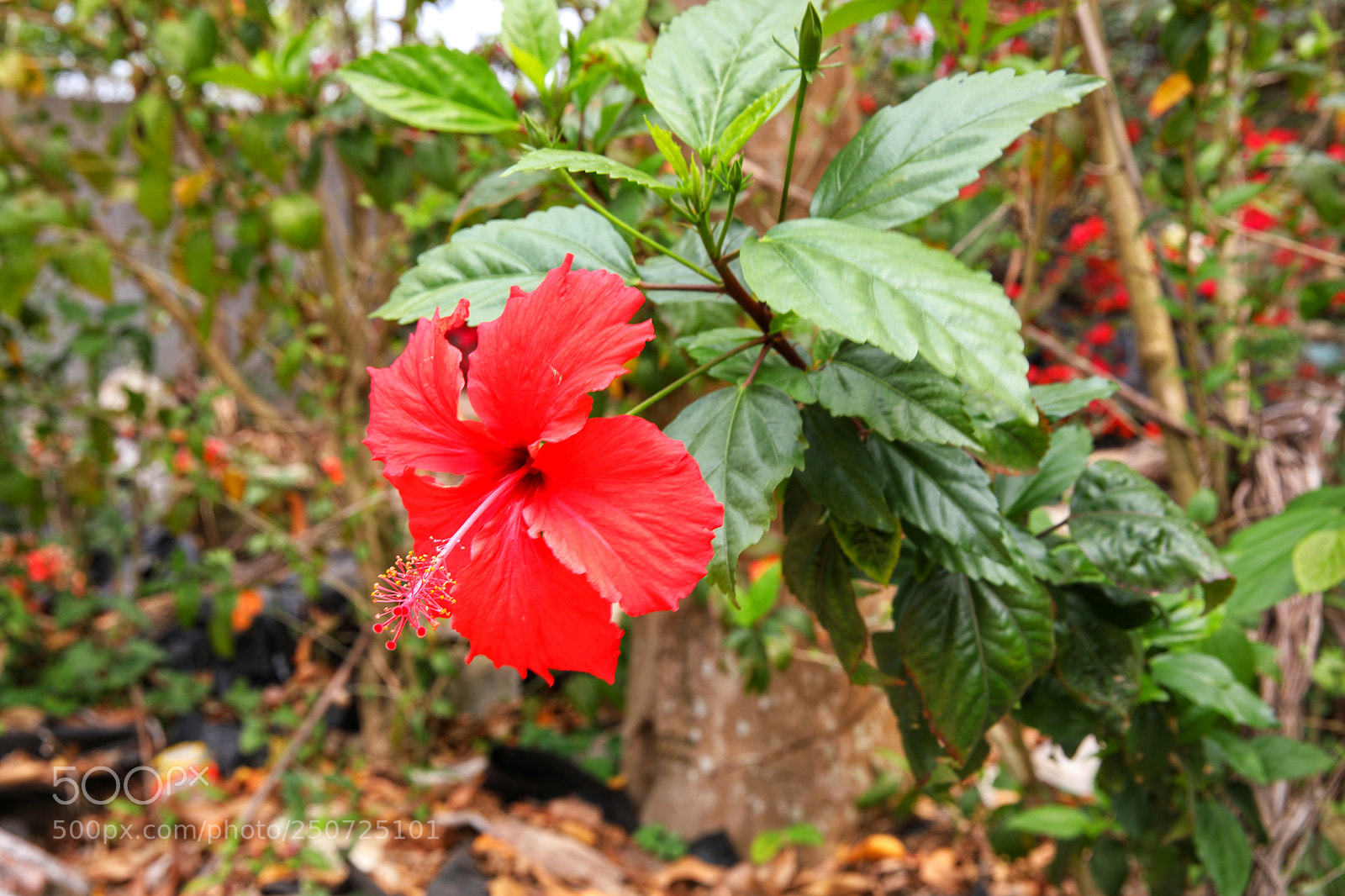 Canon EOS 5D Mark IV sample photo. Untitled photography