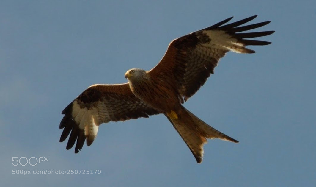Nikon D5100 sample photo. Red kite photography