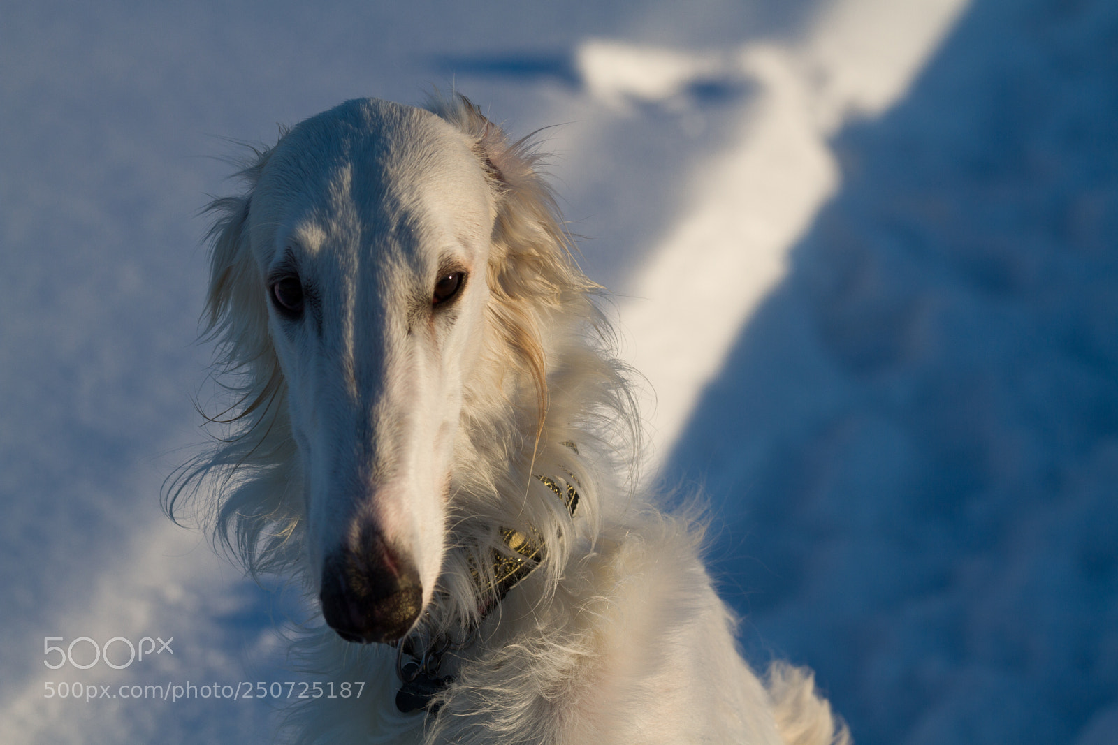 Canon EOS 7D sample photo. _mg_2955-2.jpg photography