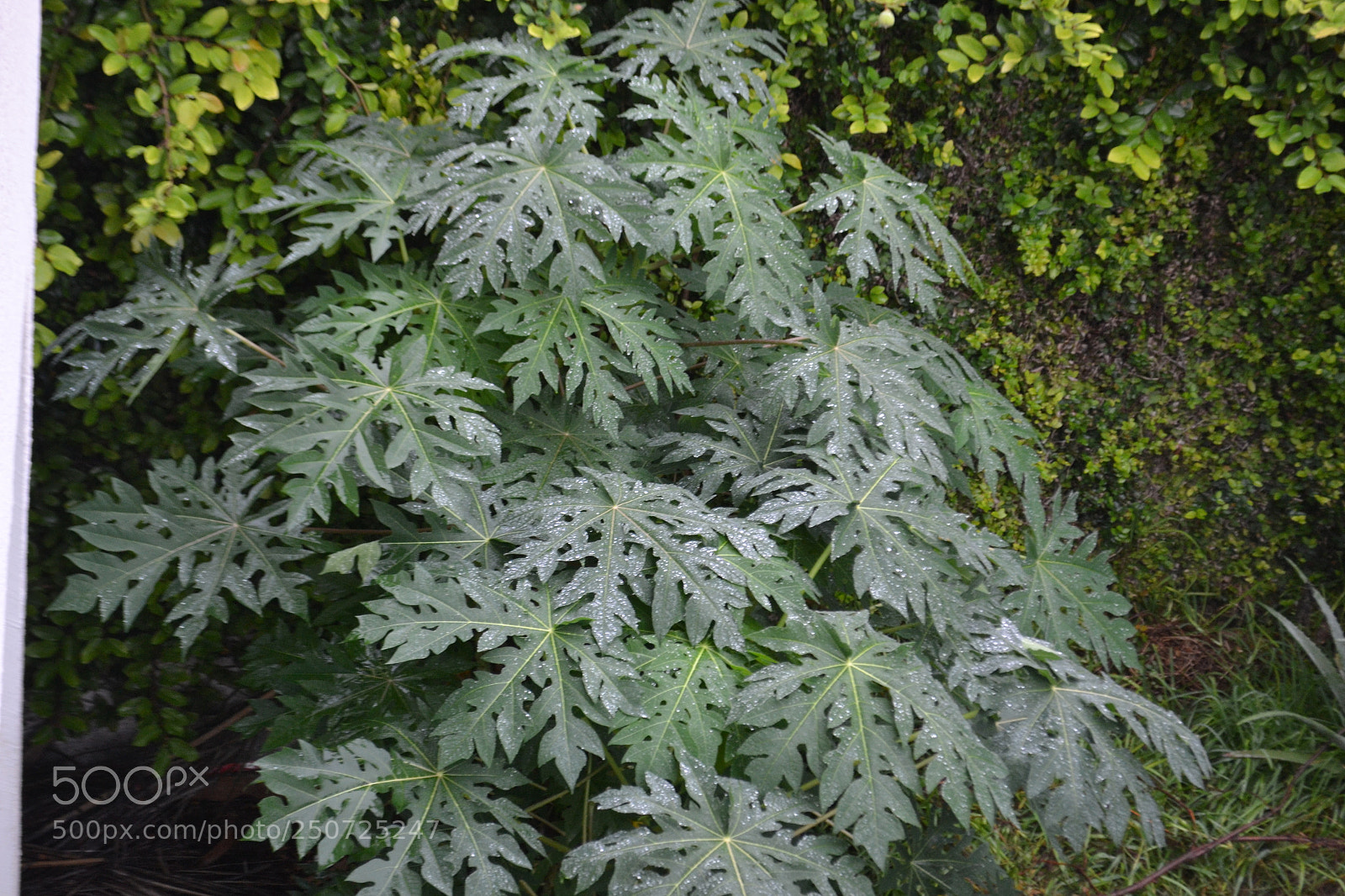 Nikon D3100 sample photo. Papaya leafs photography