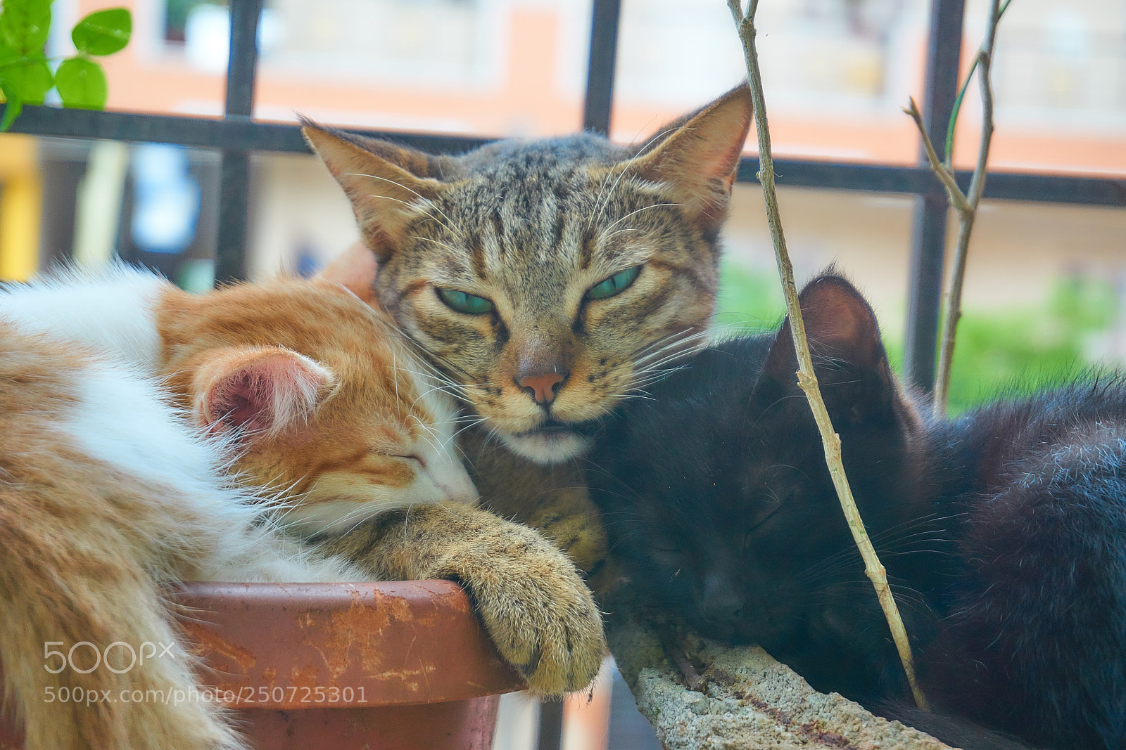 Sony a6000 sample photo. Kittens with an alert photography