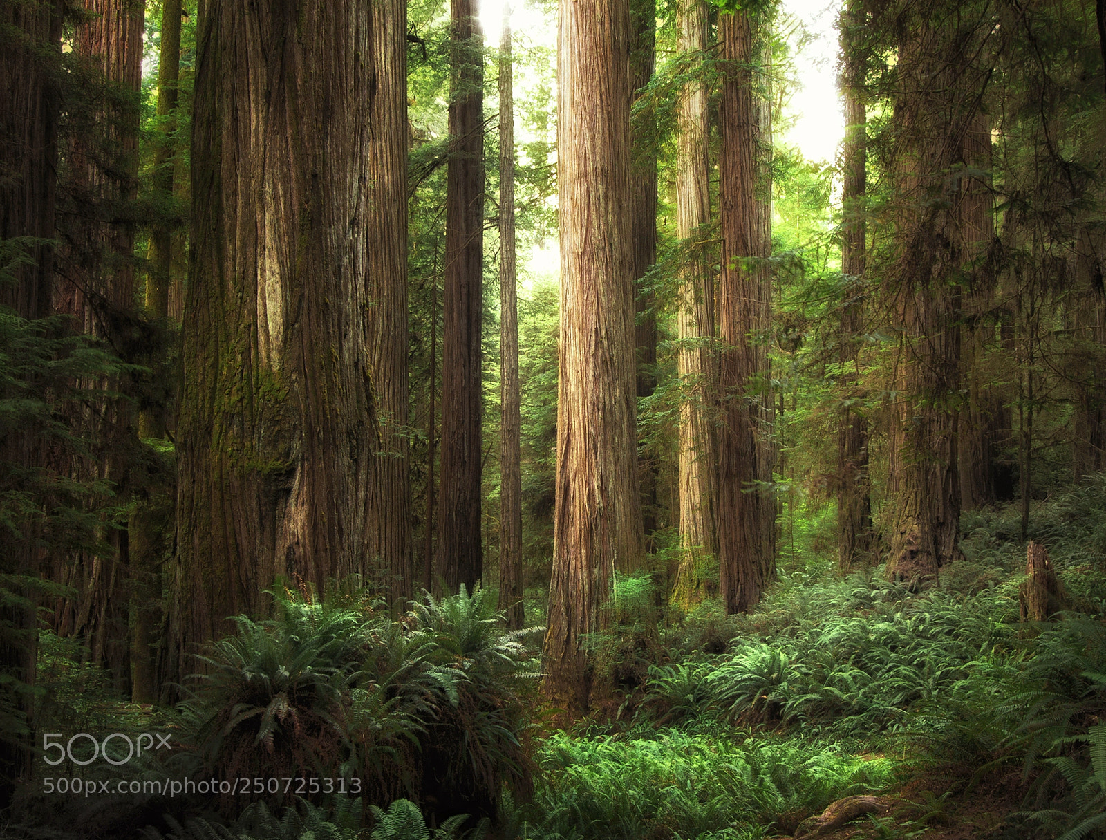 Canon EOS 60D sample photo. Del norte coast redwoods photography