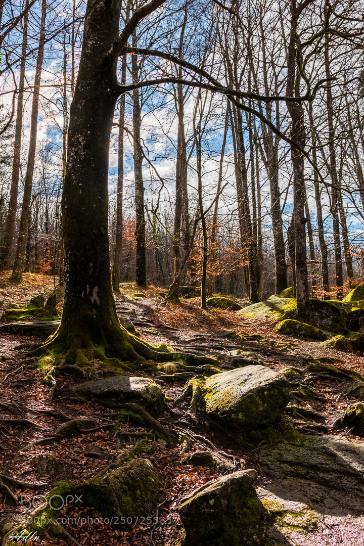 Canon EOS 70D sample photo. Undergrowth and rocks, this photography