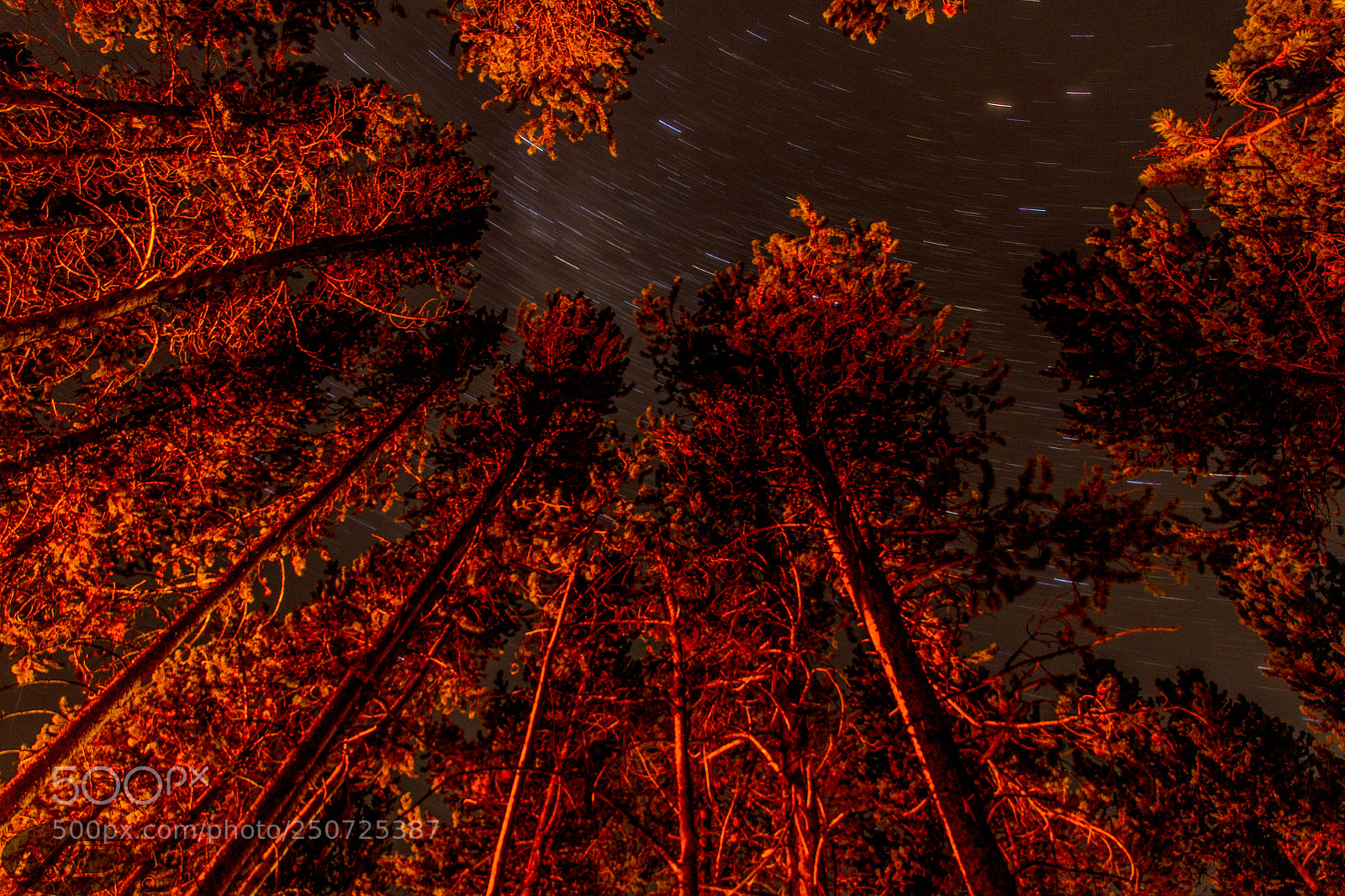 Canon EOS 7D sample photo. Pines on fire photography
