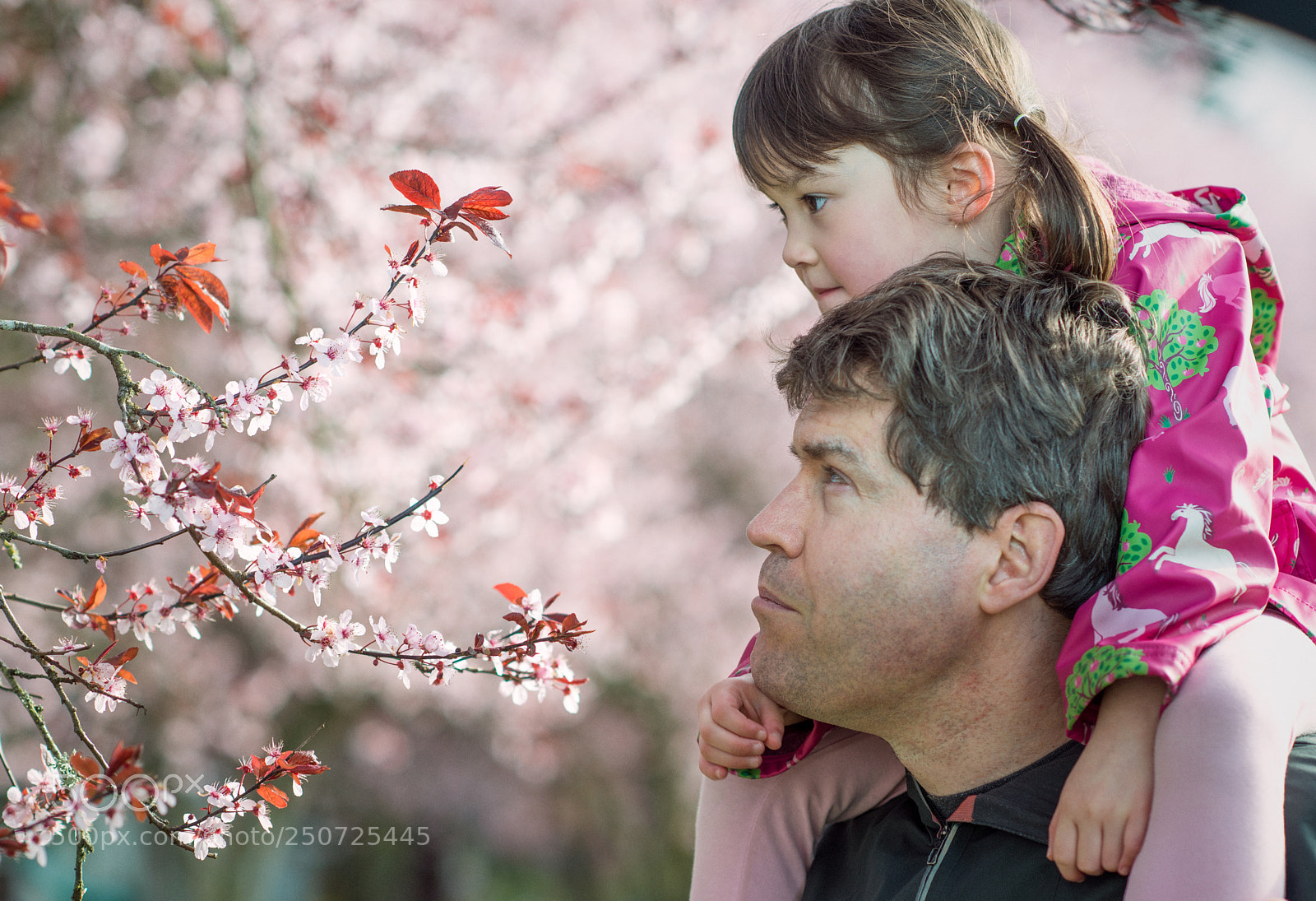 Nikon D800E sample photo. Spring plum blossoms photography