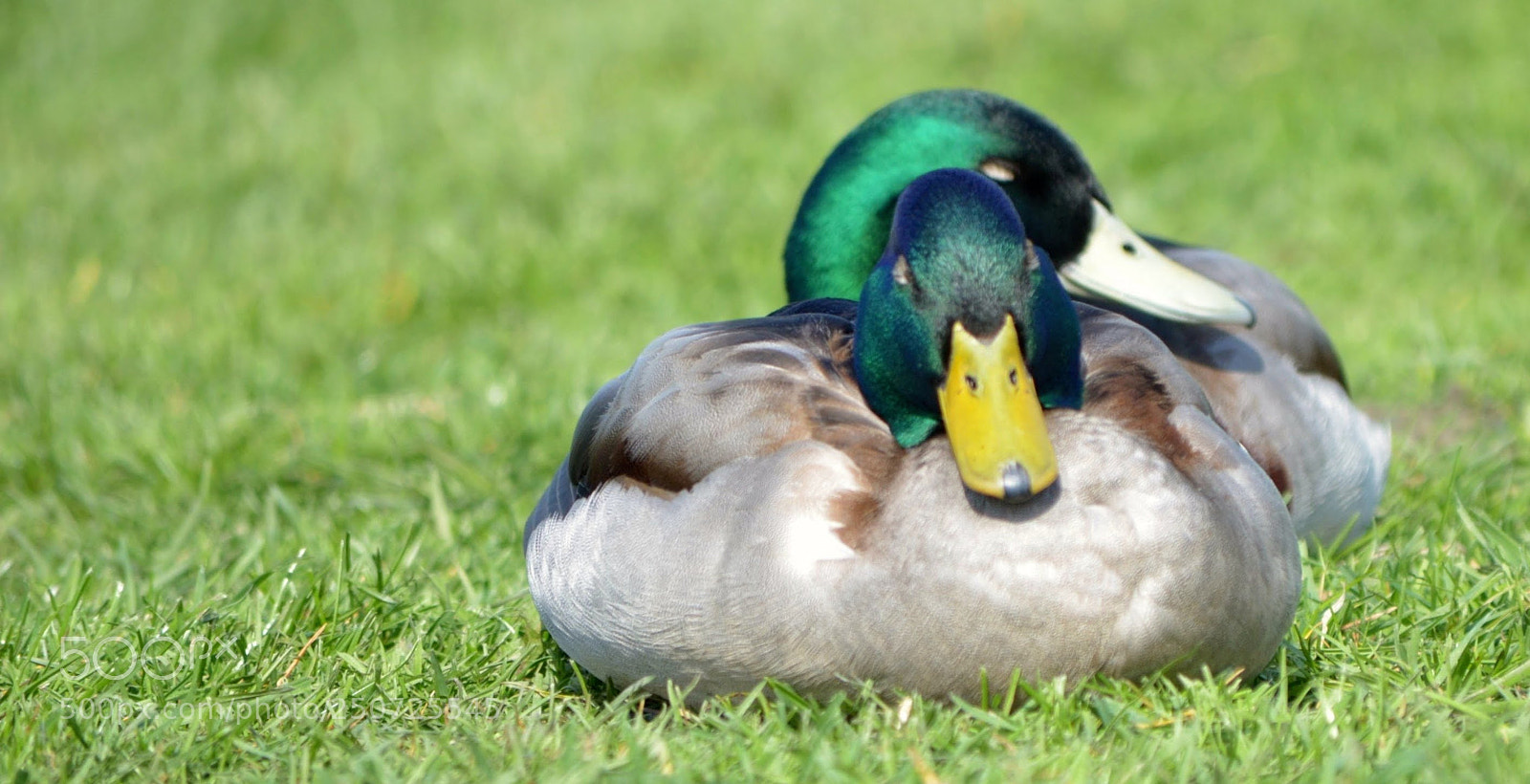 Nikon D5100 sample photo. Ducks photography
