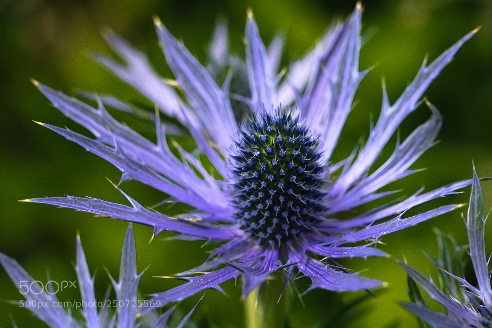 Canon EOS 70D sample photo. Distel in border te photography