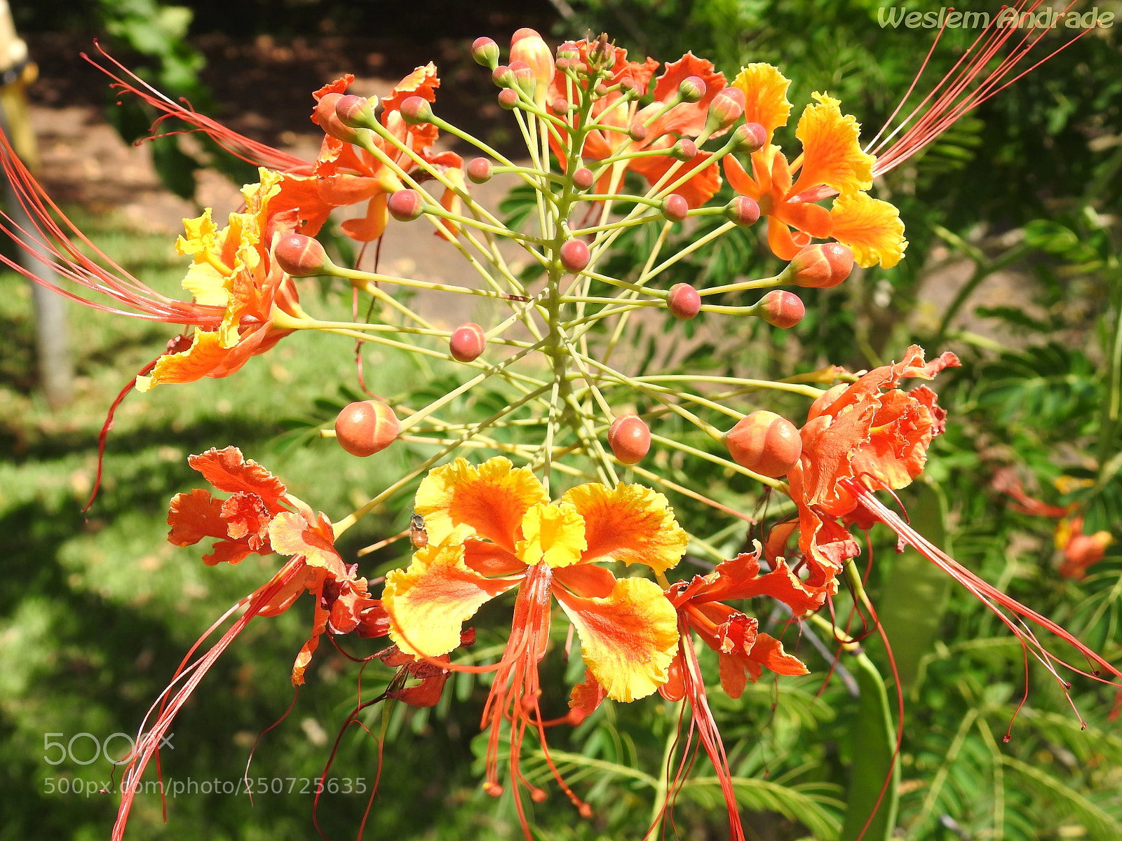 Nikon Coolpix P900 sample photo. Flores photography