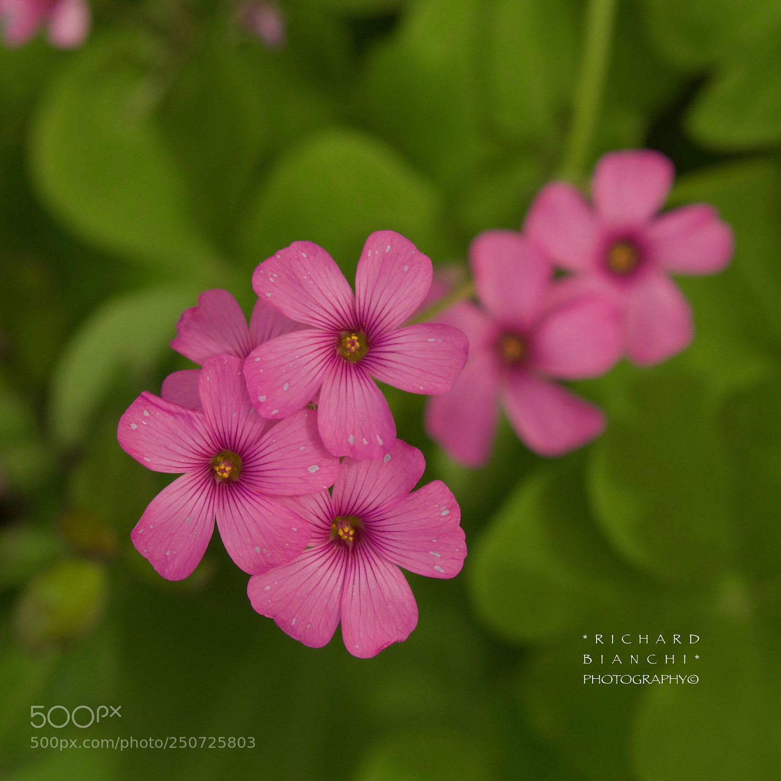 Canon EOS 5D Mark IV sample photo. /*~*\ photography