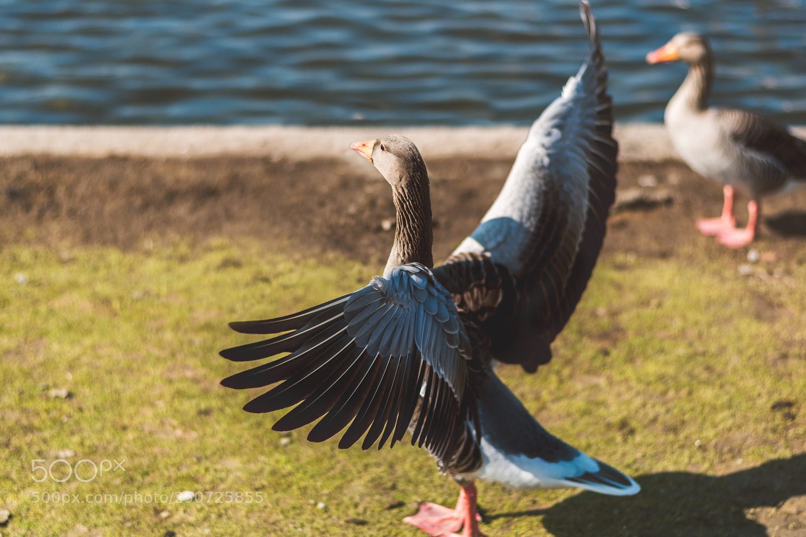 Nikon D5500 sample photo. Happy swan photography