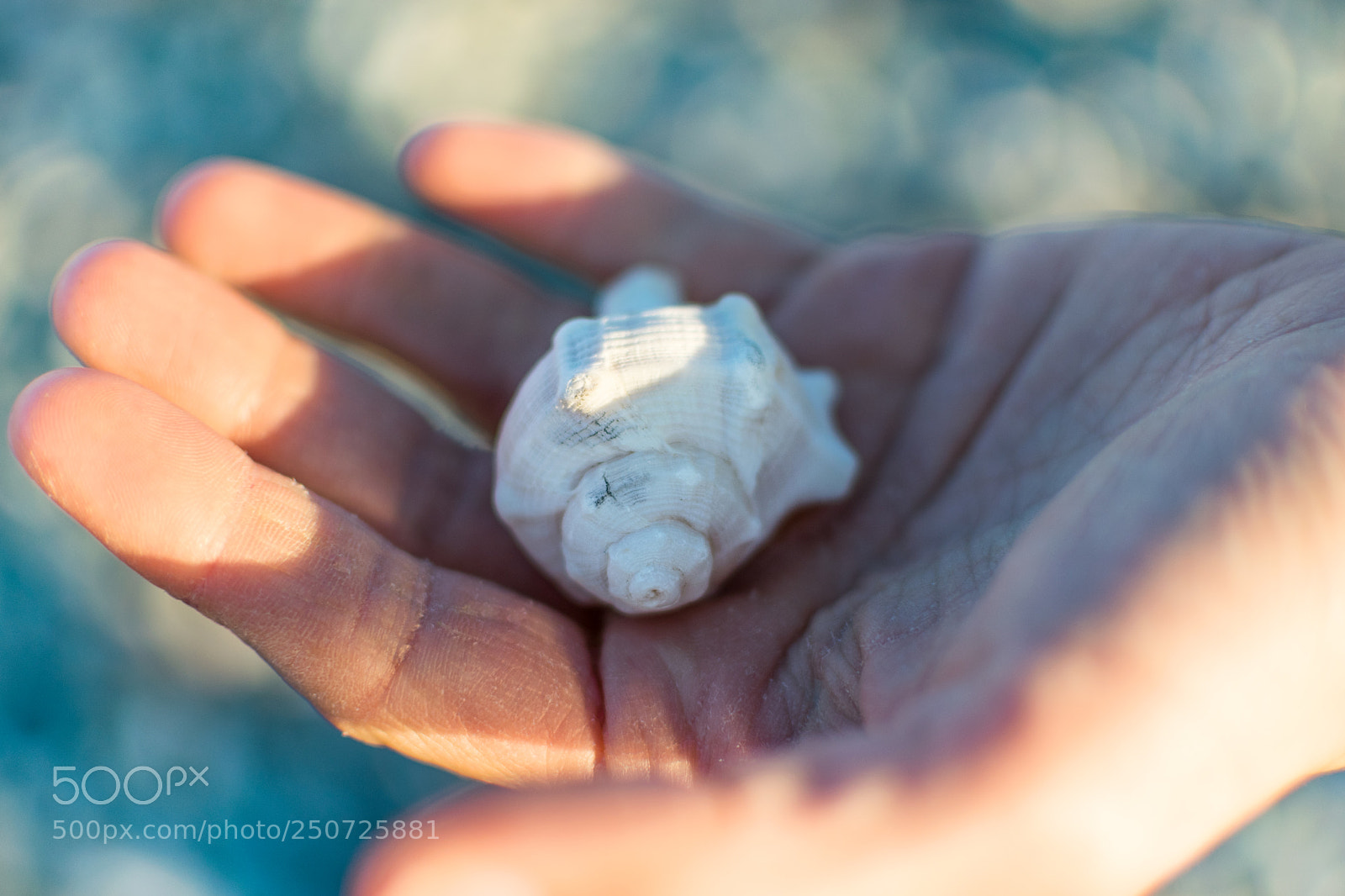 Nikon D5300 sample photo. Cool seashell!! photography