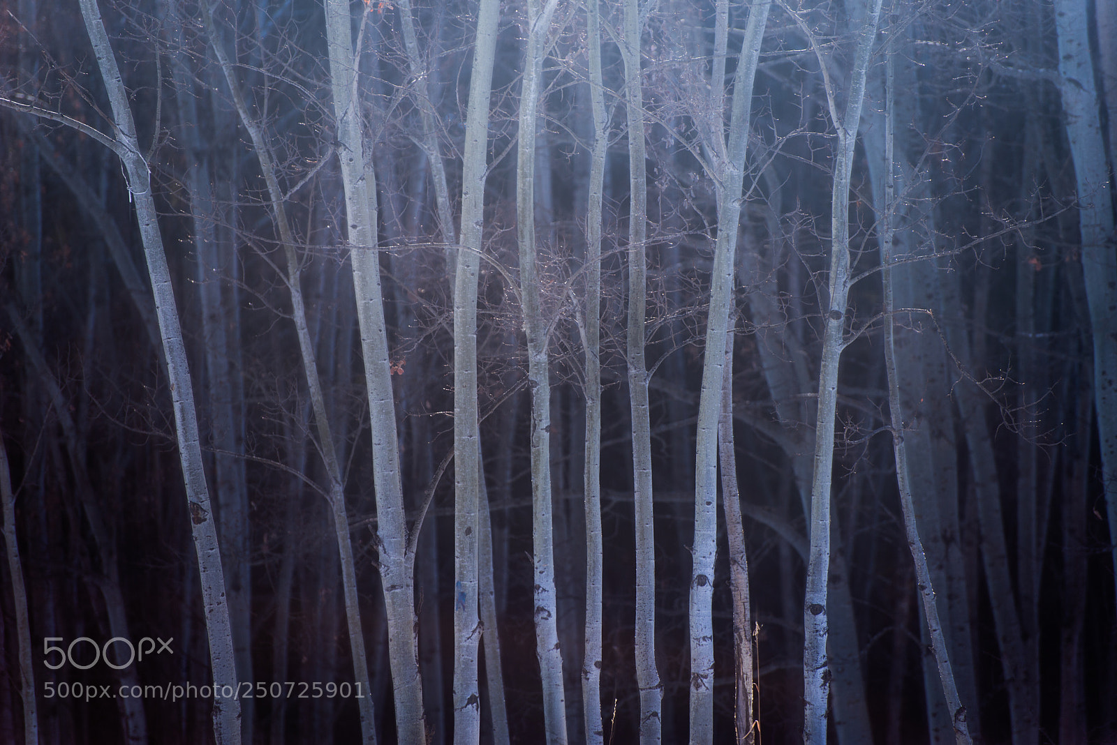 Nikon D610 sample photo. Aspens in winter photography