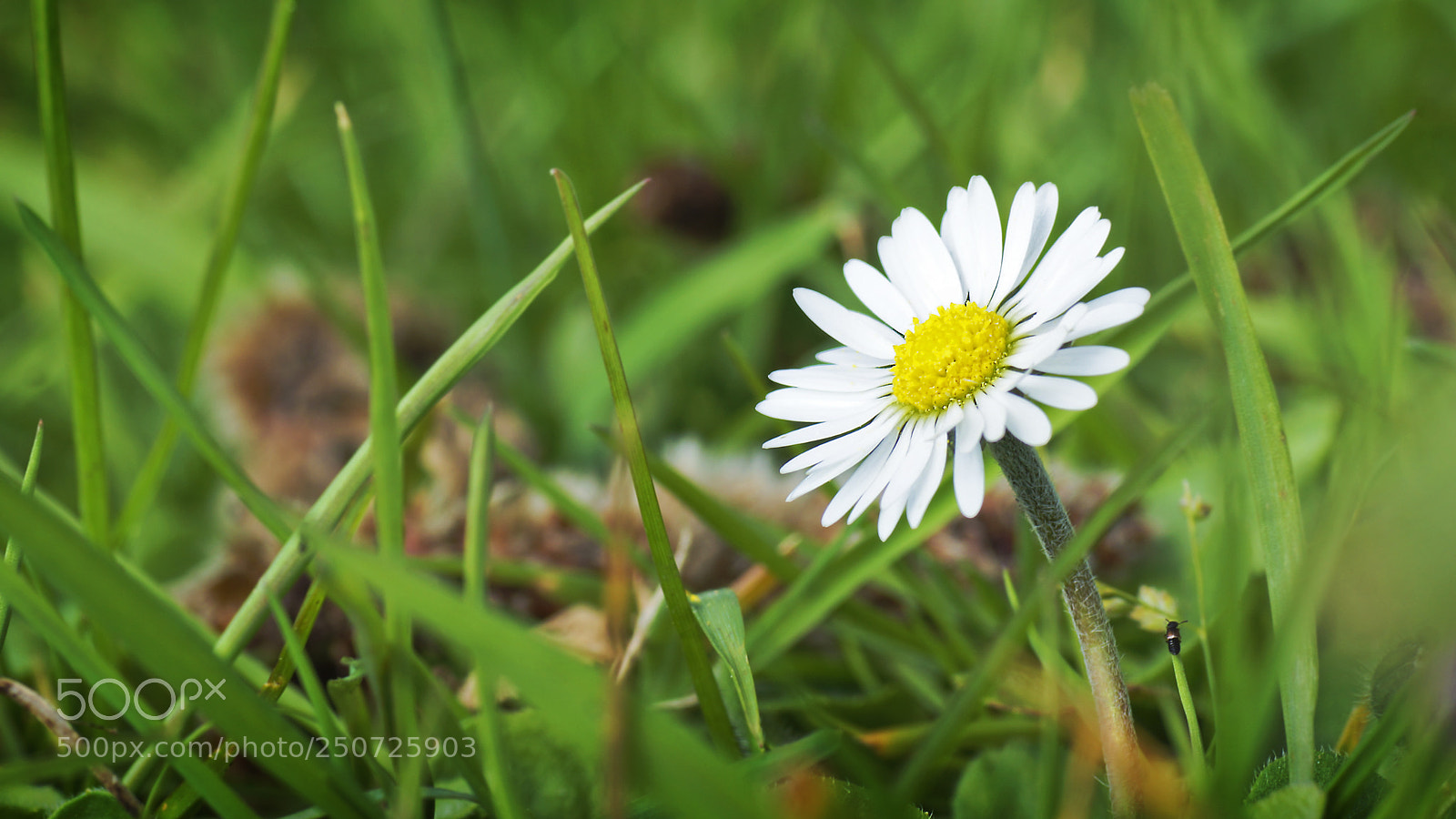 Sony SLT-A77 sample photo. Spring is coming photography