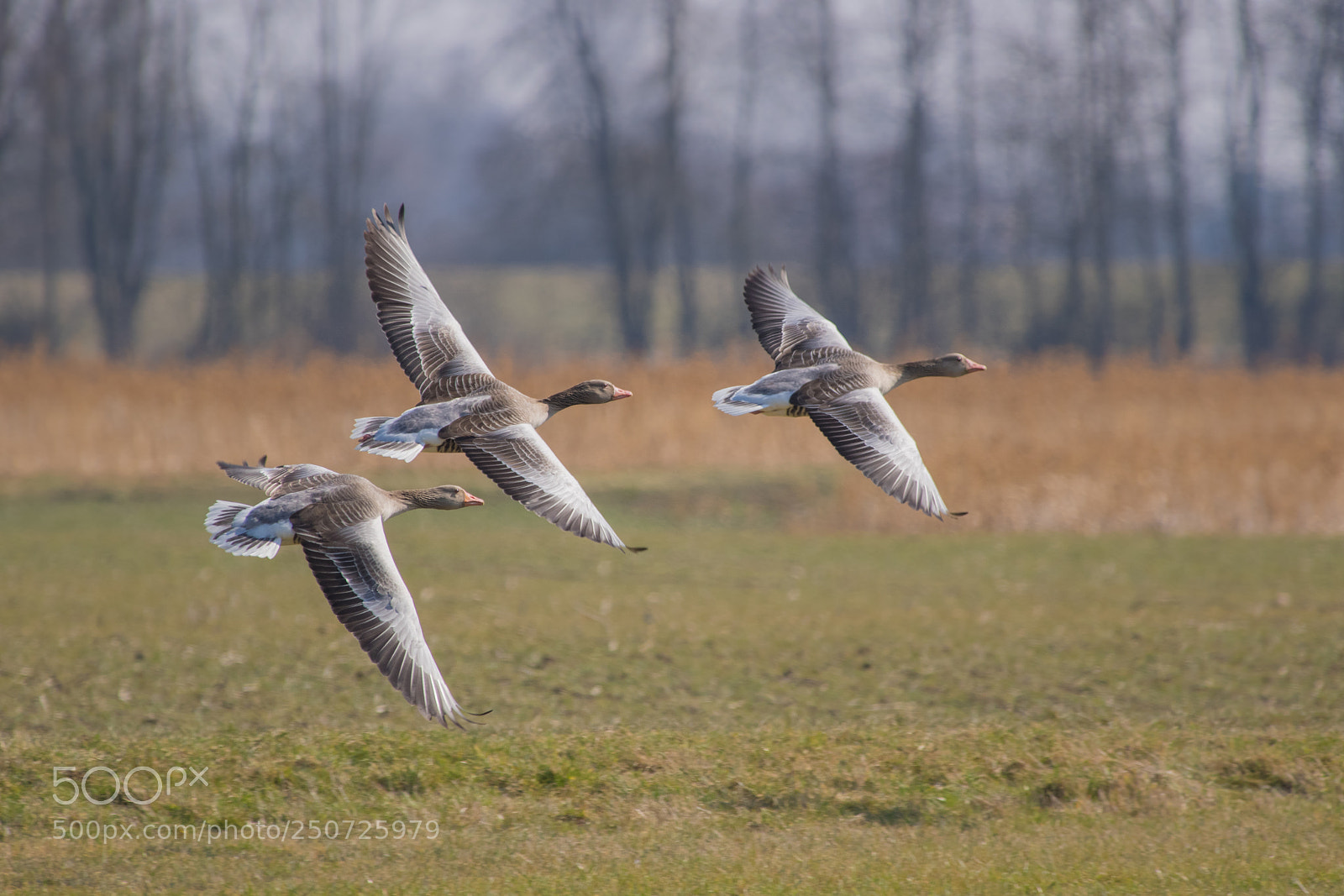 Pentax K-3 II sample photo. Graugänse / grey geese photography