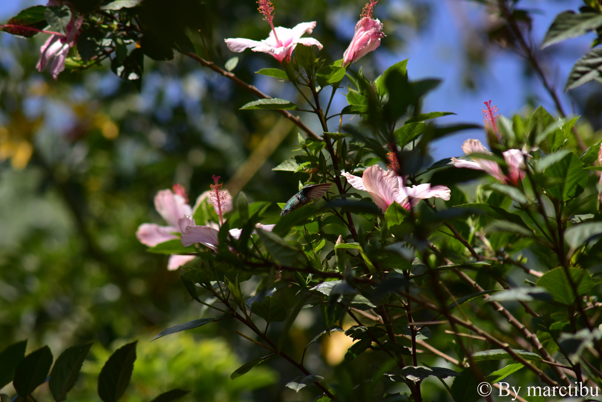 Nikon D750 sample photo. Hummingbird bolivia 2017 photography