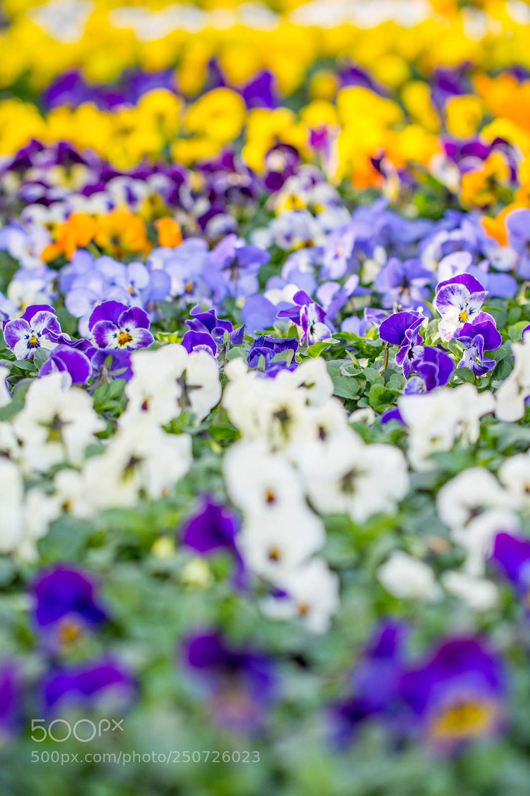 Nikon D7200 sample photo. Hallo farben photography