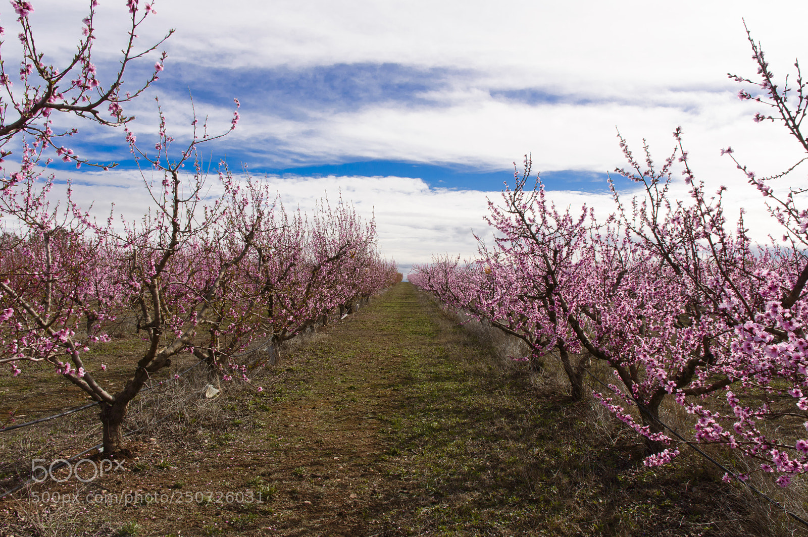 Nikon D3200 sample photo. Pink spring photography