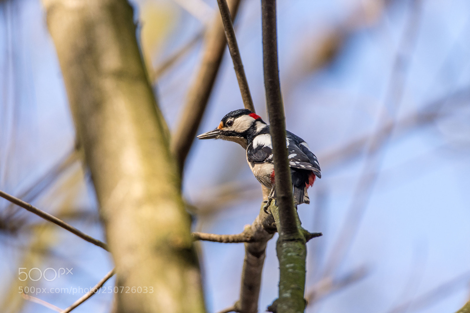 Nikon D7200 sample photo. Hallo buntspecht photography